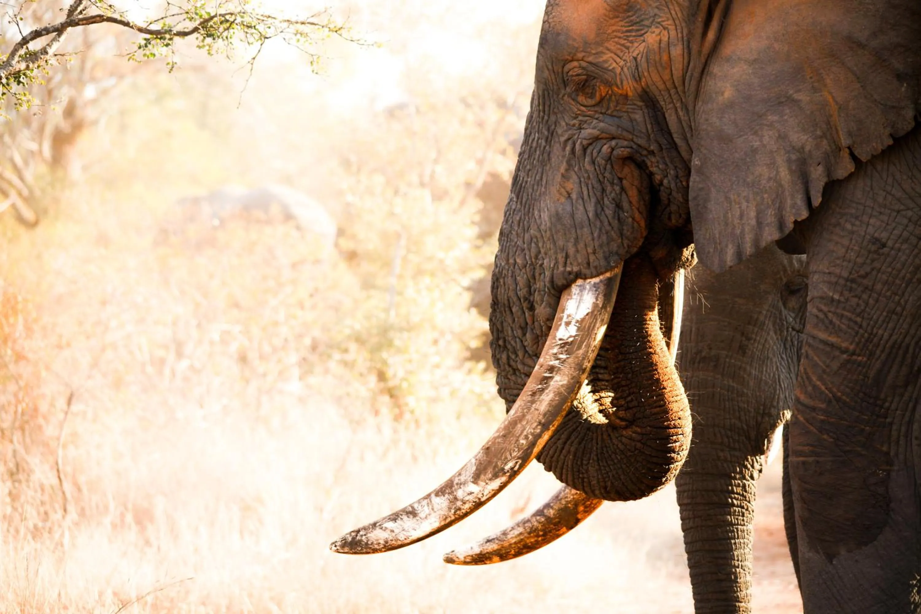 Animals in Karongwe River Lodge