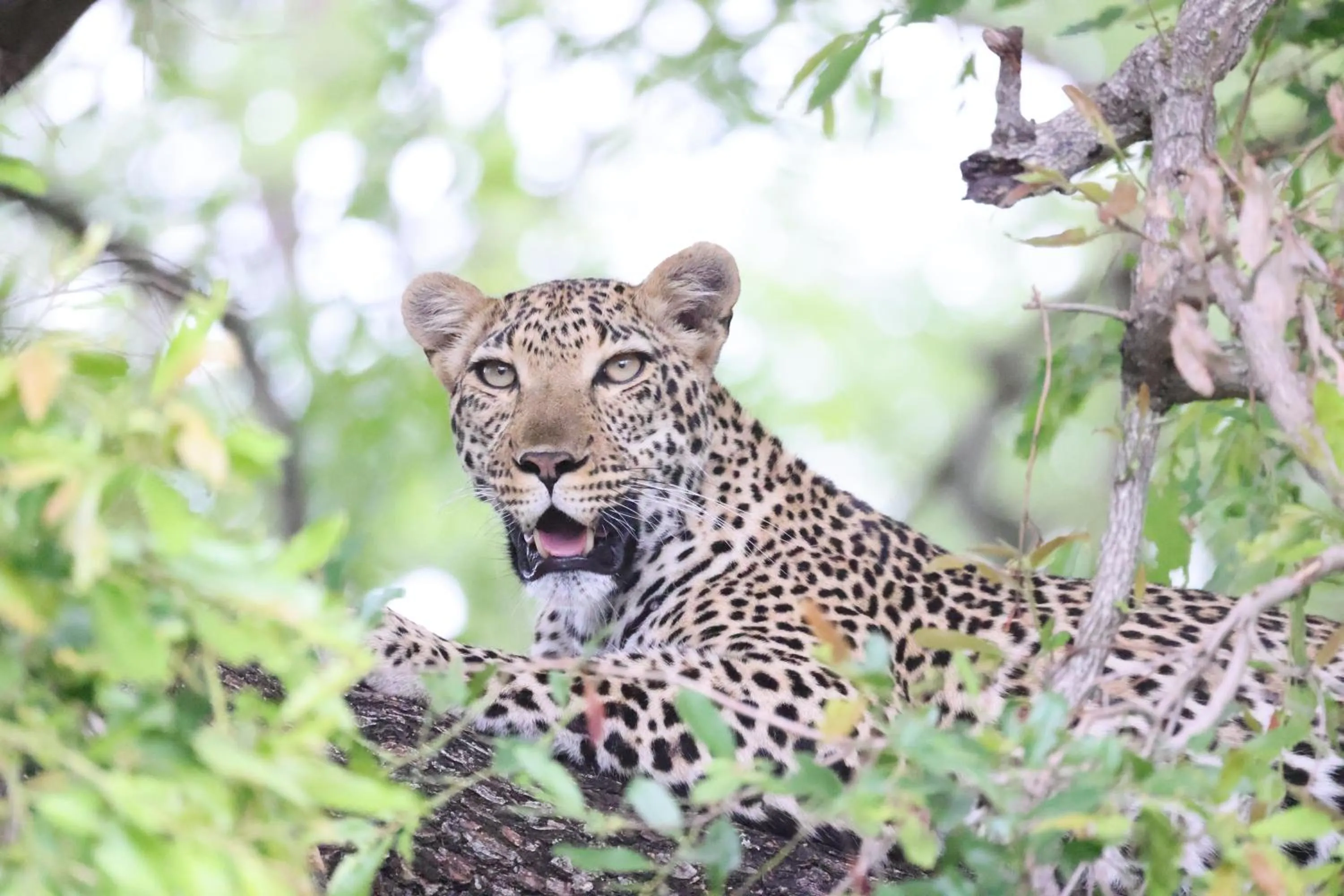 Animals in Karongwe River Lodge