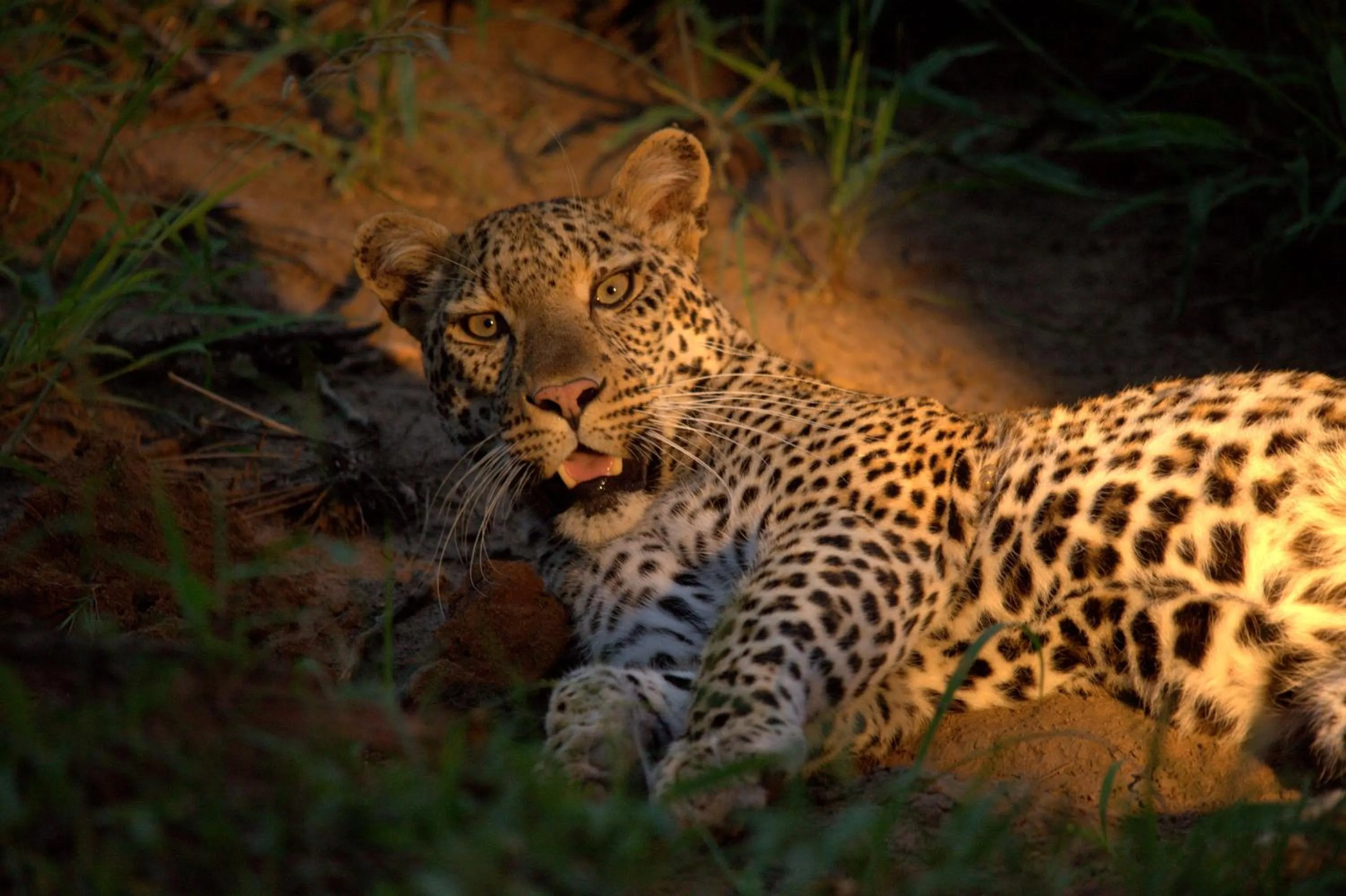 Animals in Karongwe River Lodge