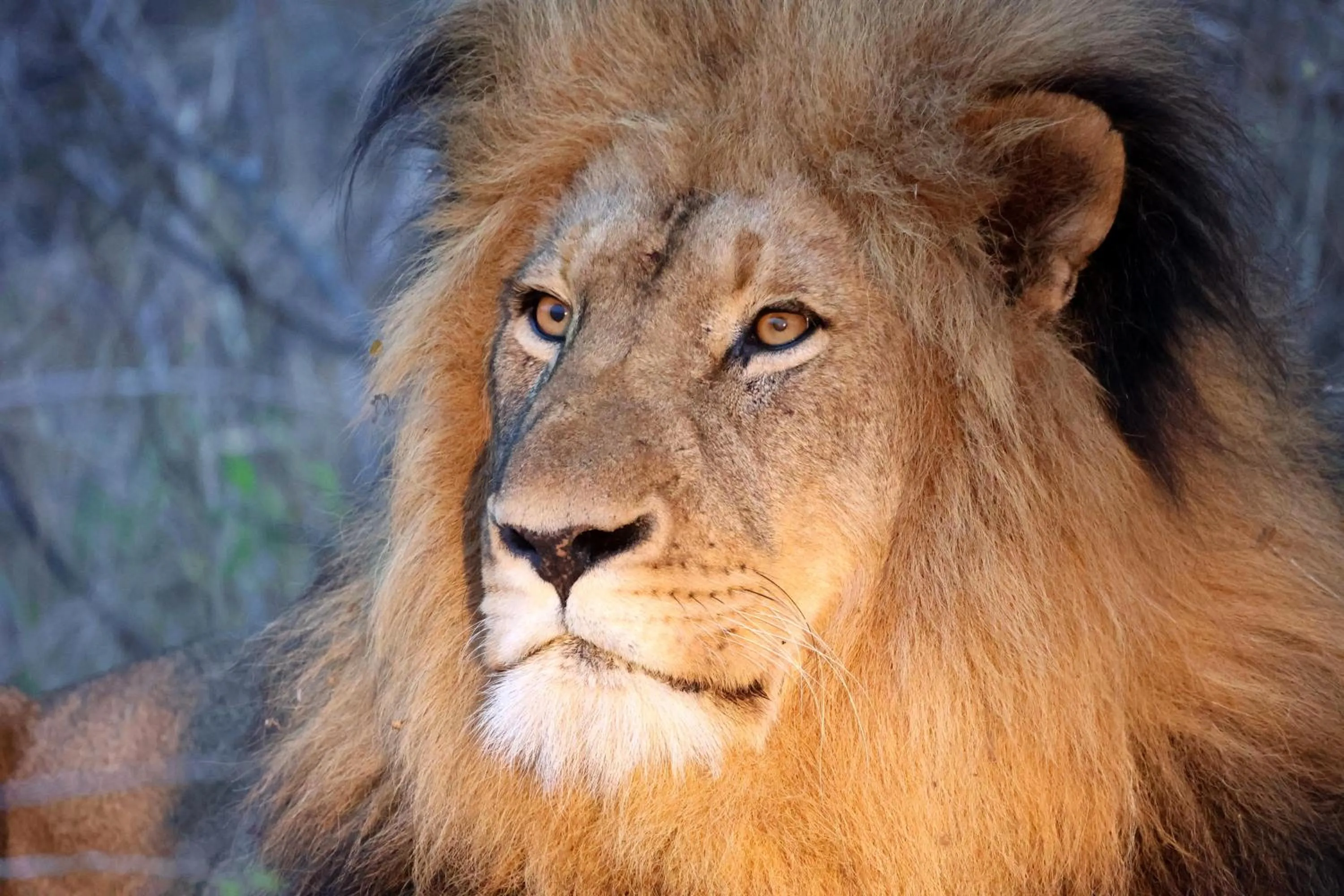 Animals in Karongwe River Lodge