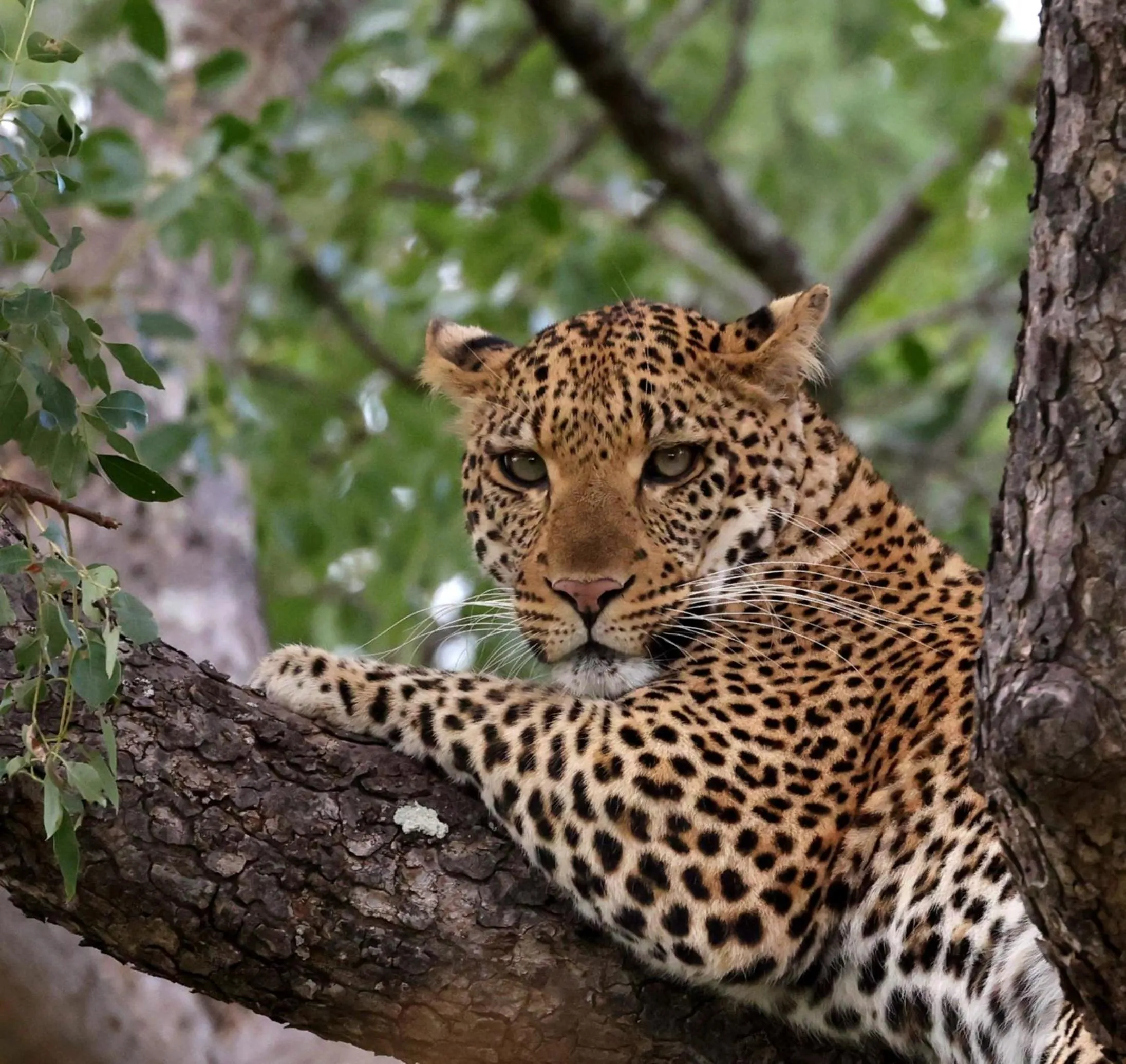 Animals in Karongwe River Lodge