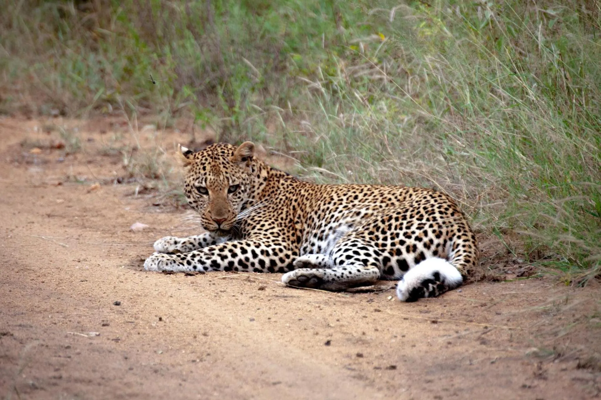 Activities in Karongwe River Lodge