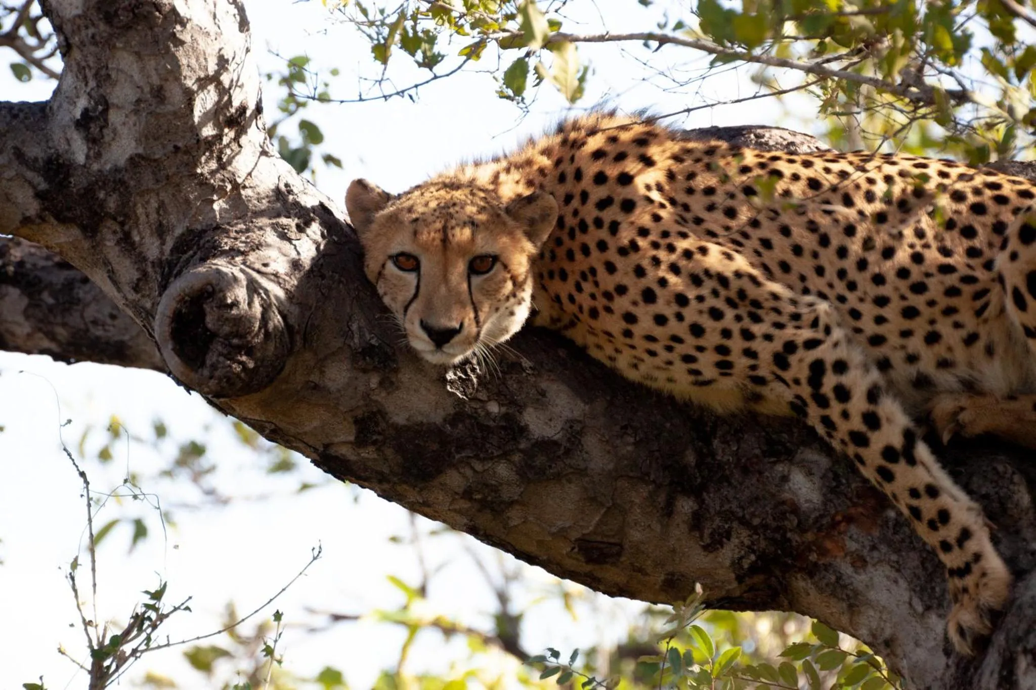 Animals in Karongwe River Lodge
