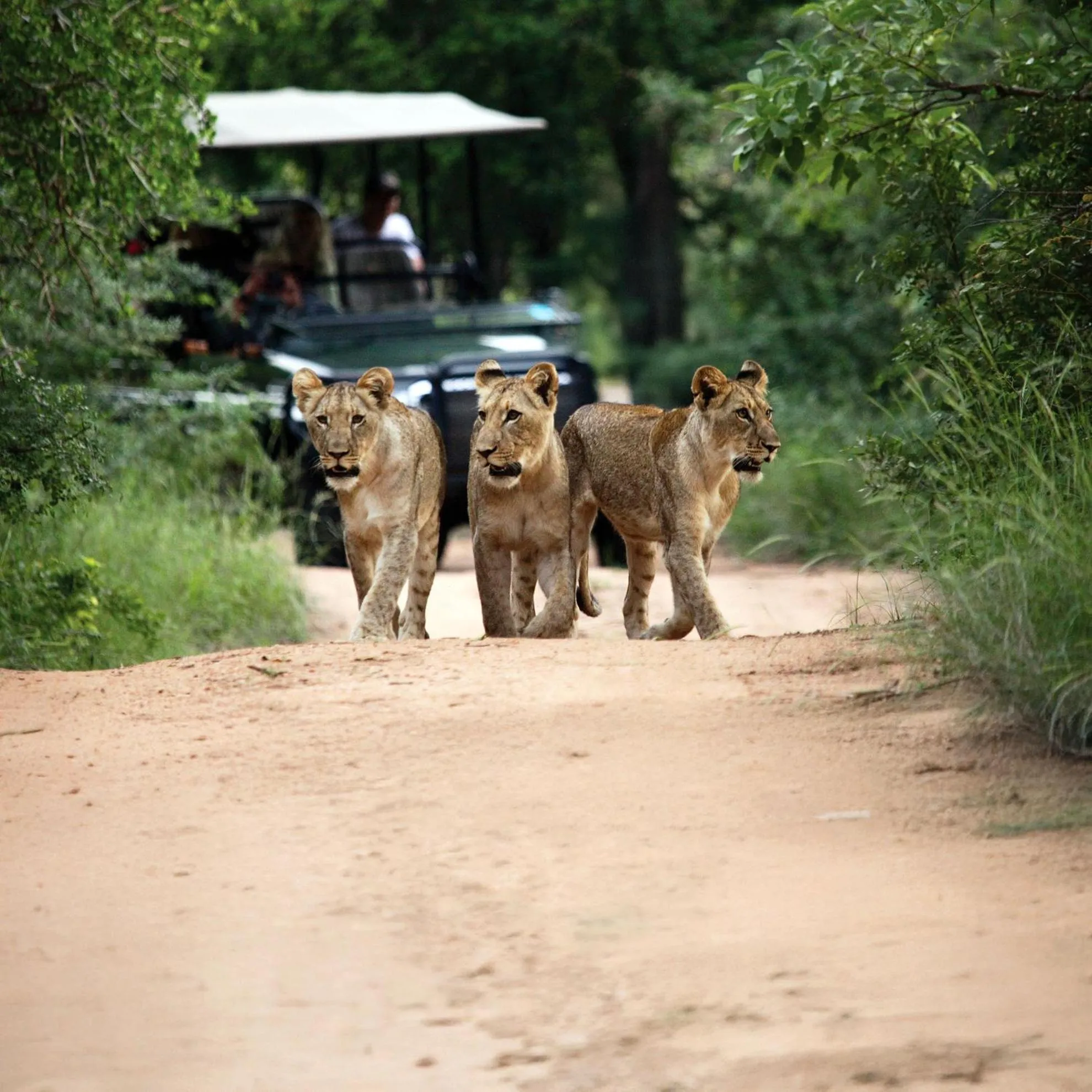 Animals in Karongwe - River Safari Lodge