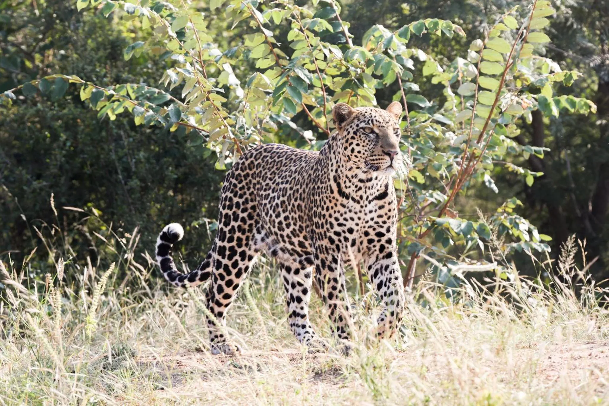 Animals in Karongwe River Lodge