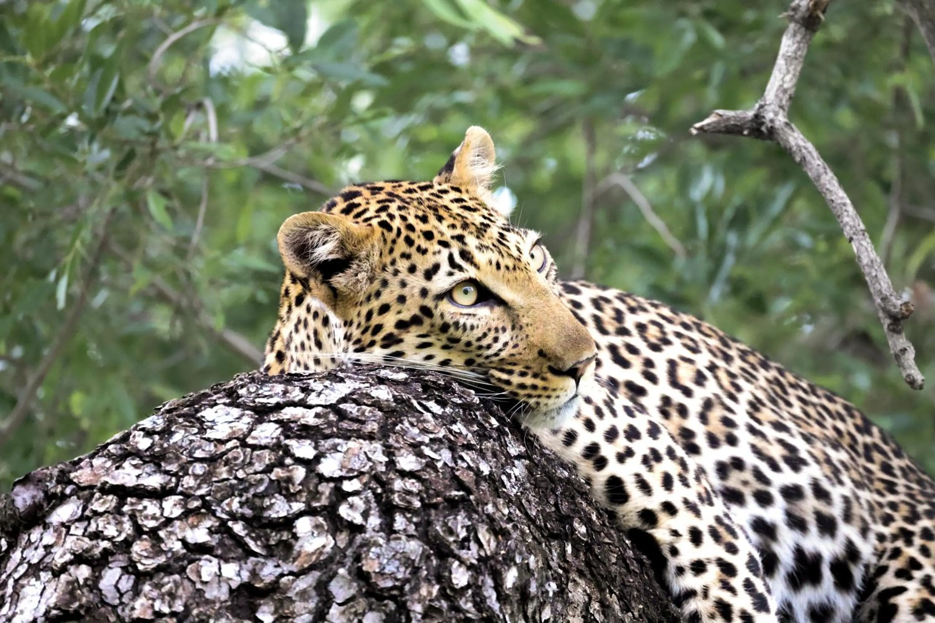 Activities in Karongwe River Lodge