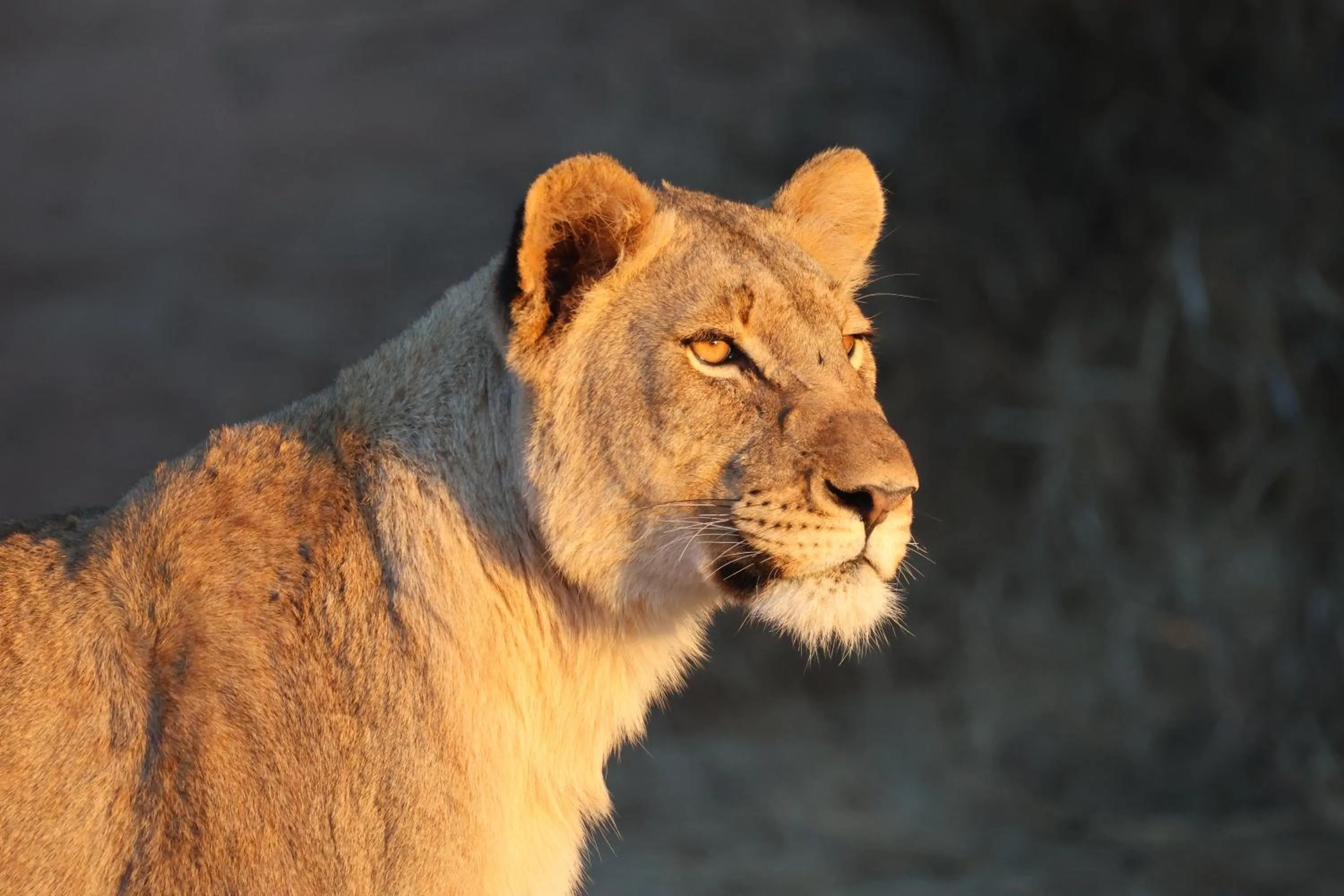 Animals in Karongwe River Lodge