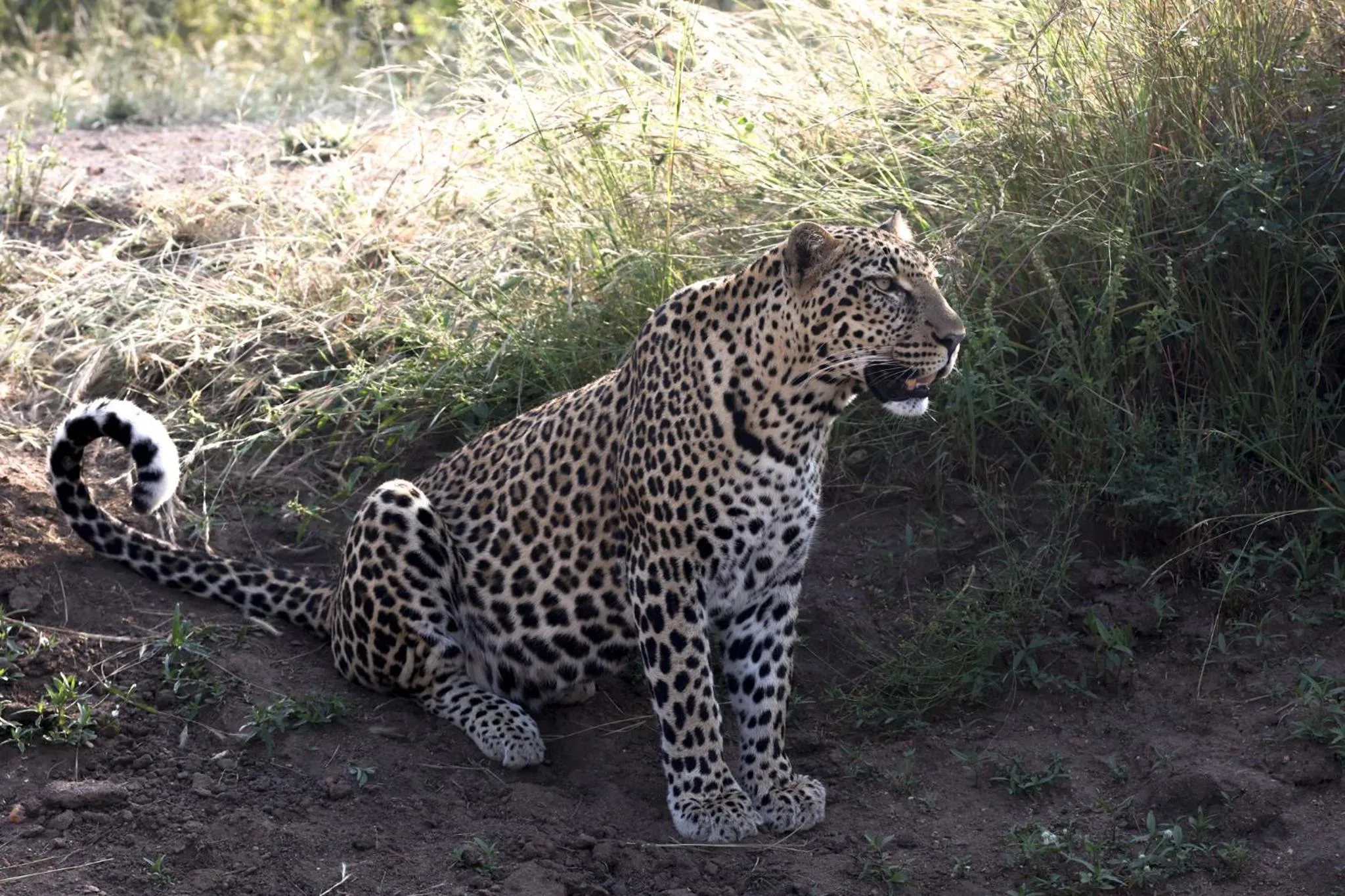 Property building in Karongwe River Lodge