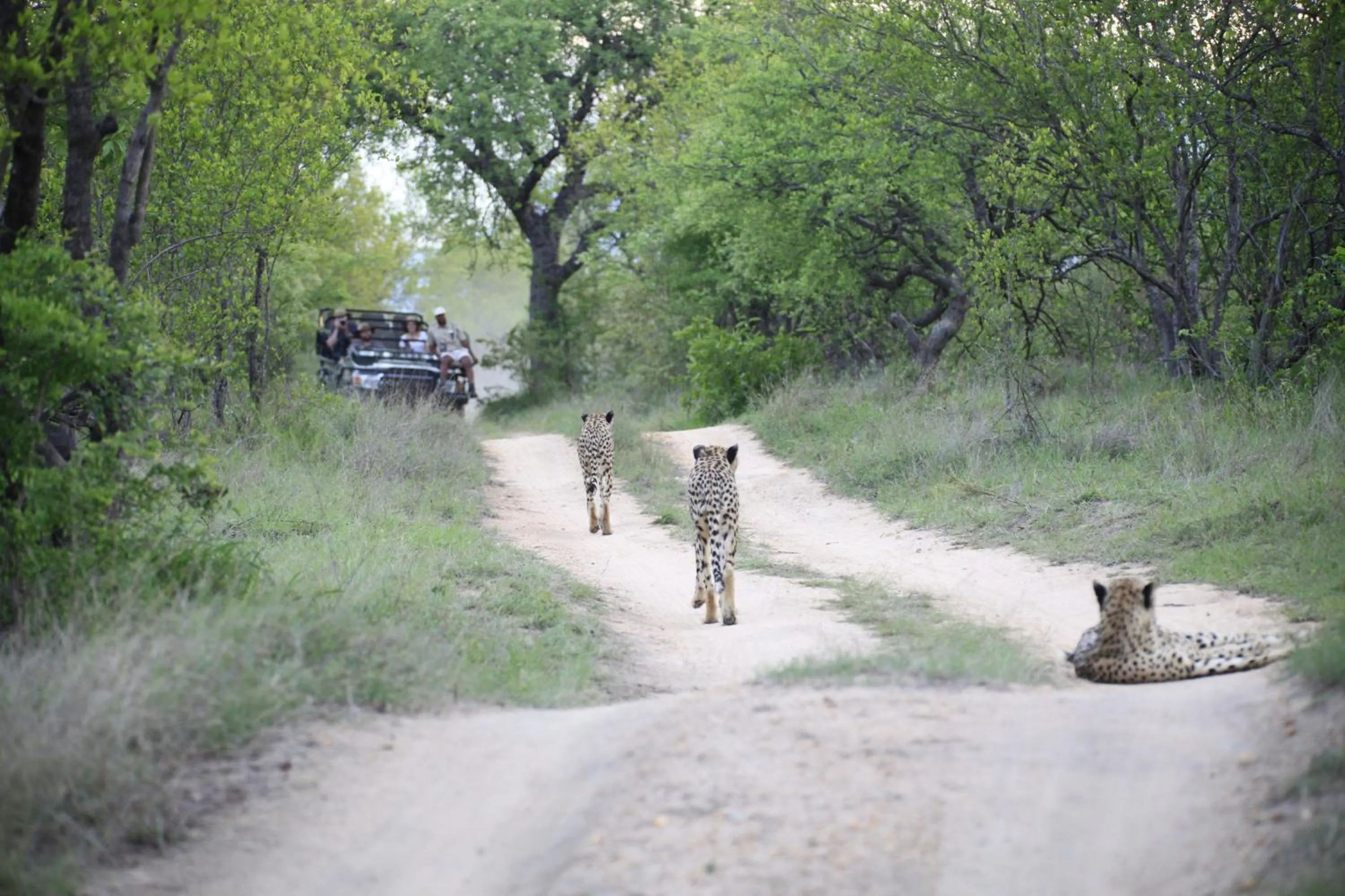 Property building in Karongwe River Lodge