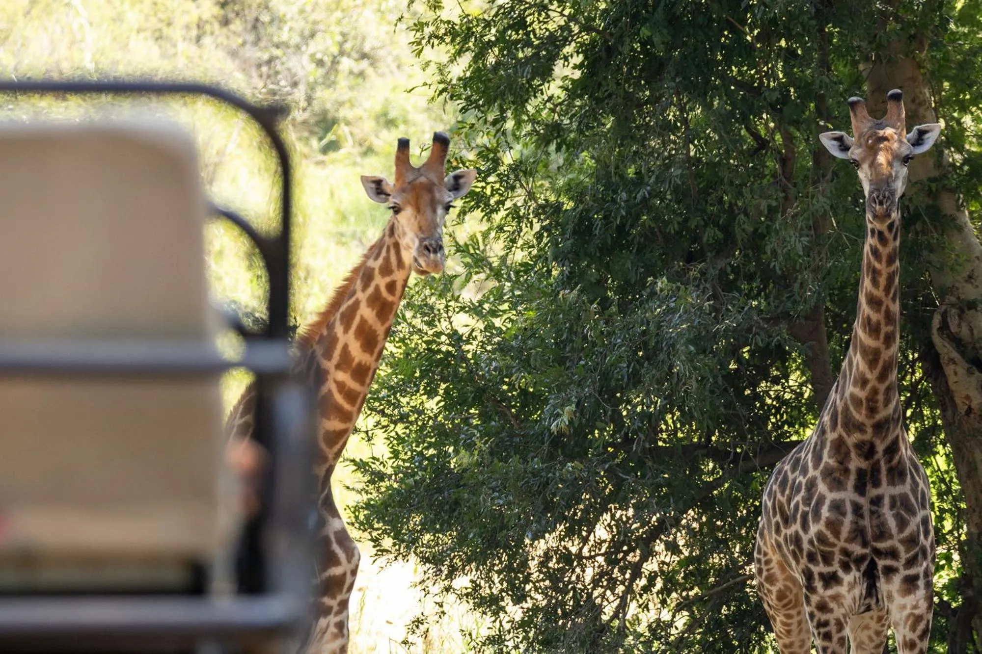 Animals in Karongwe - River Safari Lodge
