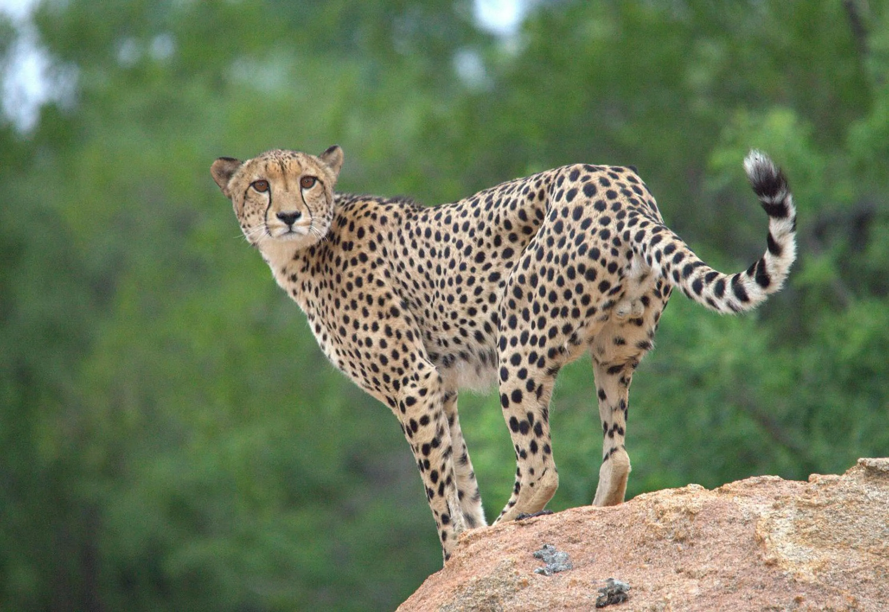 Property building in Karongwe River Lodge