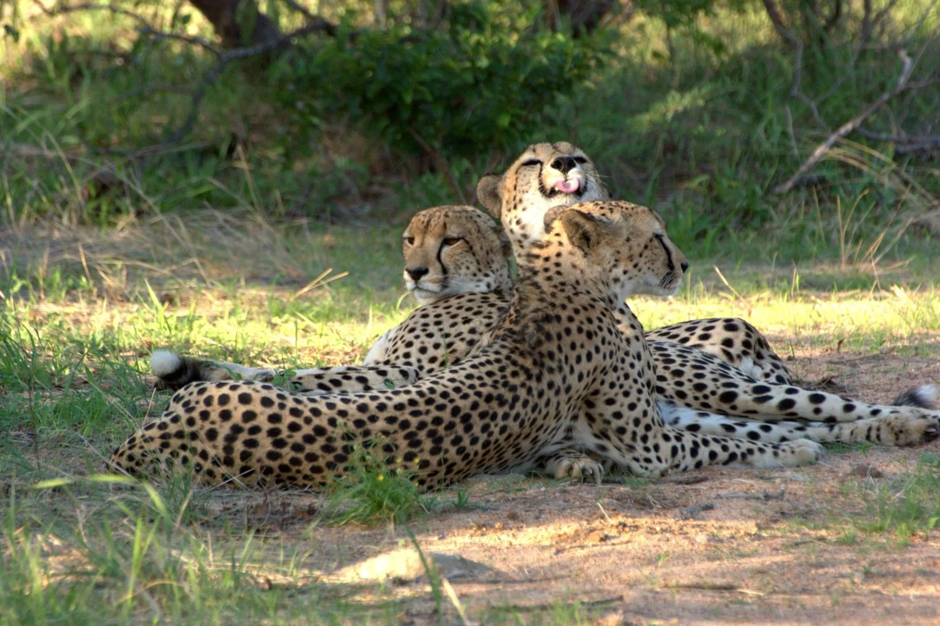 Bed in Karongwe River Lodge