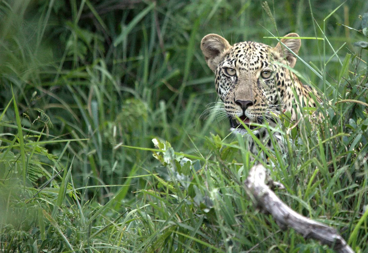 Animals in Karongwe River Lodge