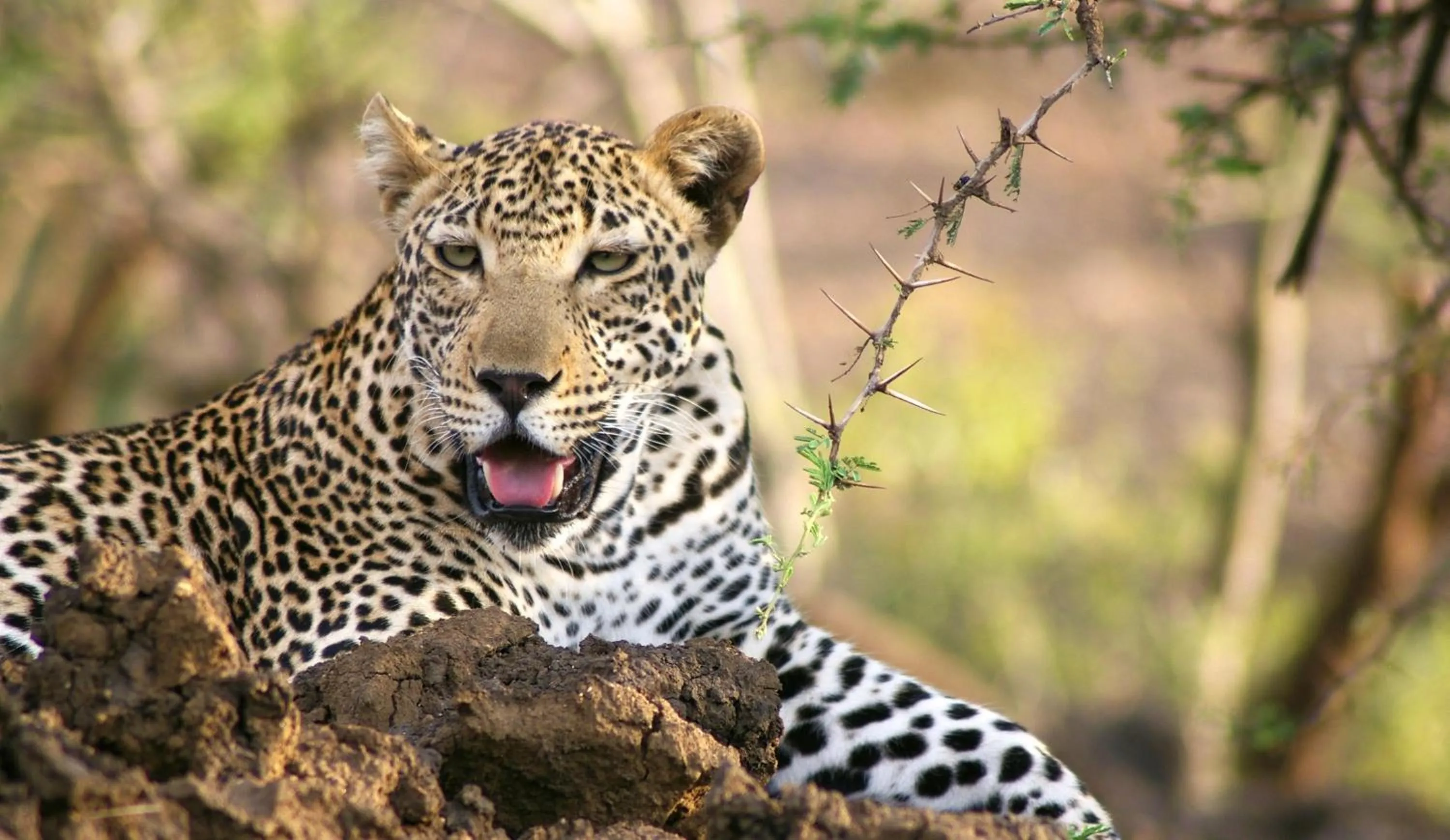 Animals in Karongwe River Lodge