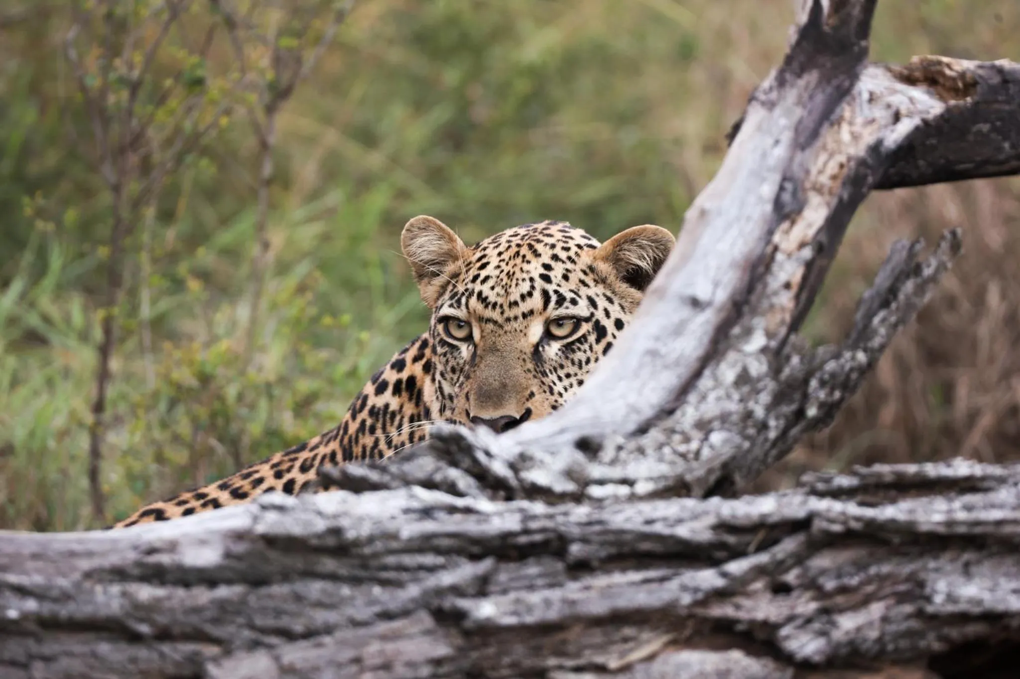 Animals in Karongwe River Lodge