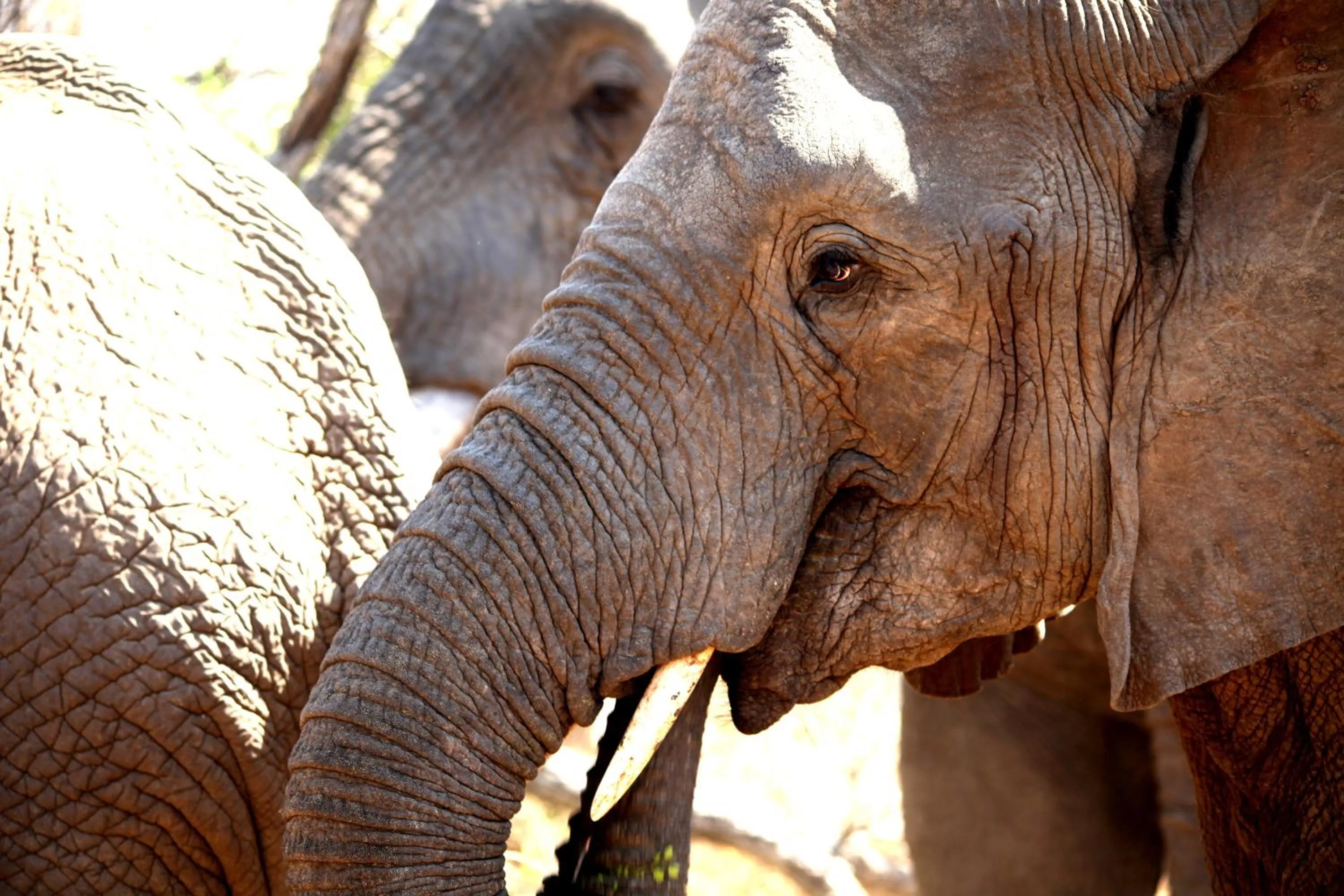 Animals in Karongwe River Lodge