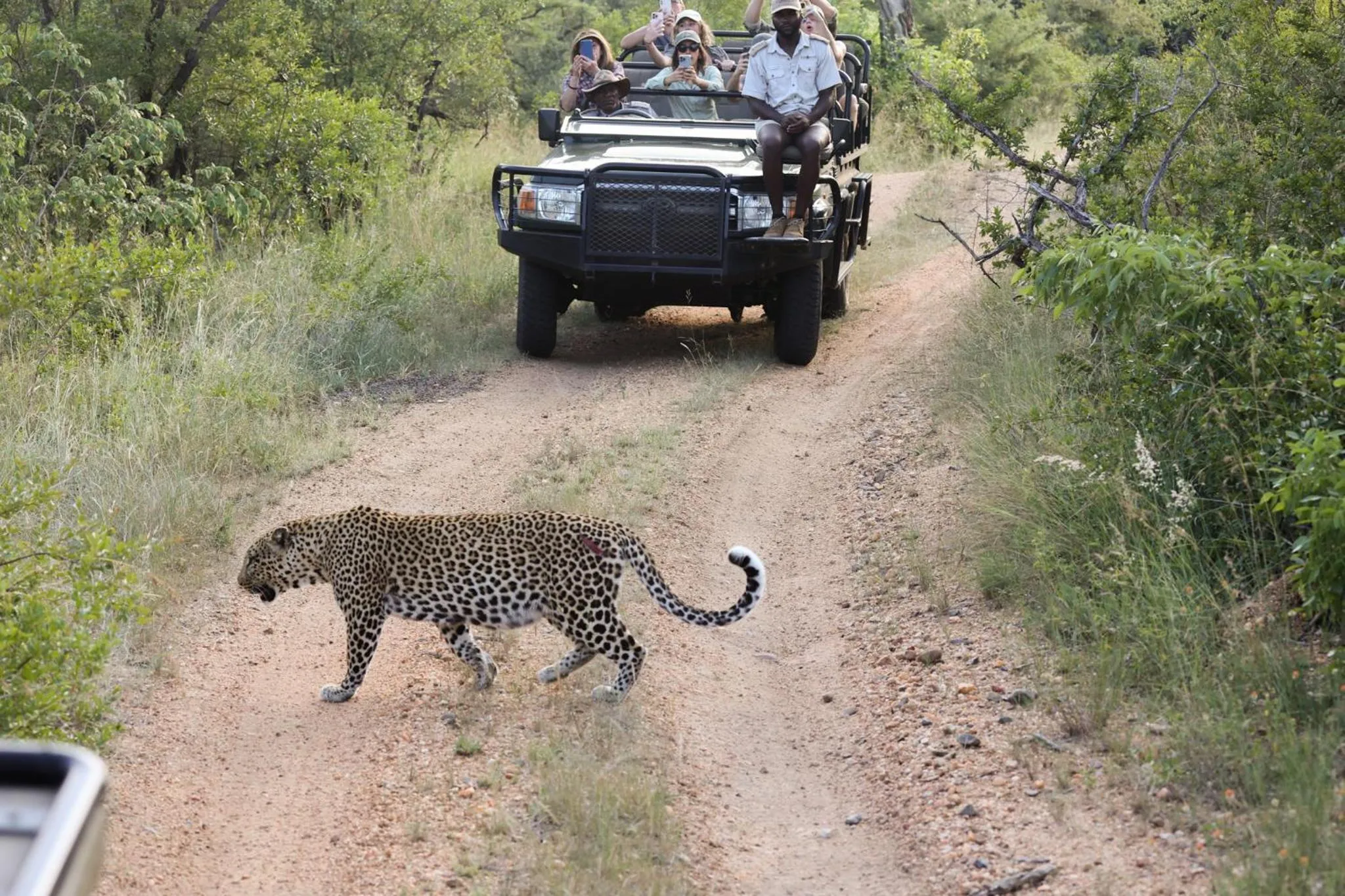 Animals in Karongwe River Lodge