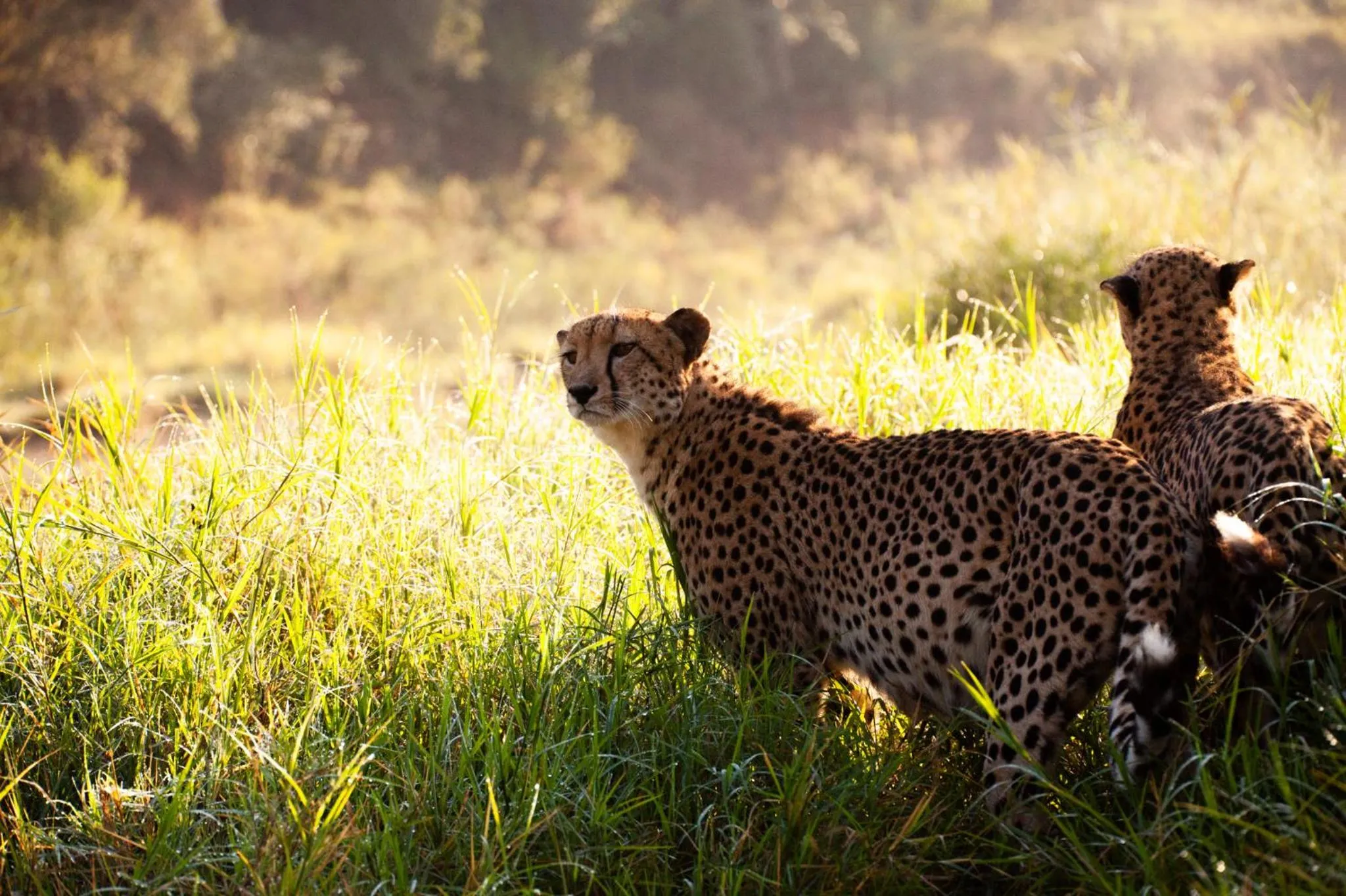 Activities in Karongwe River Lodge