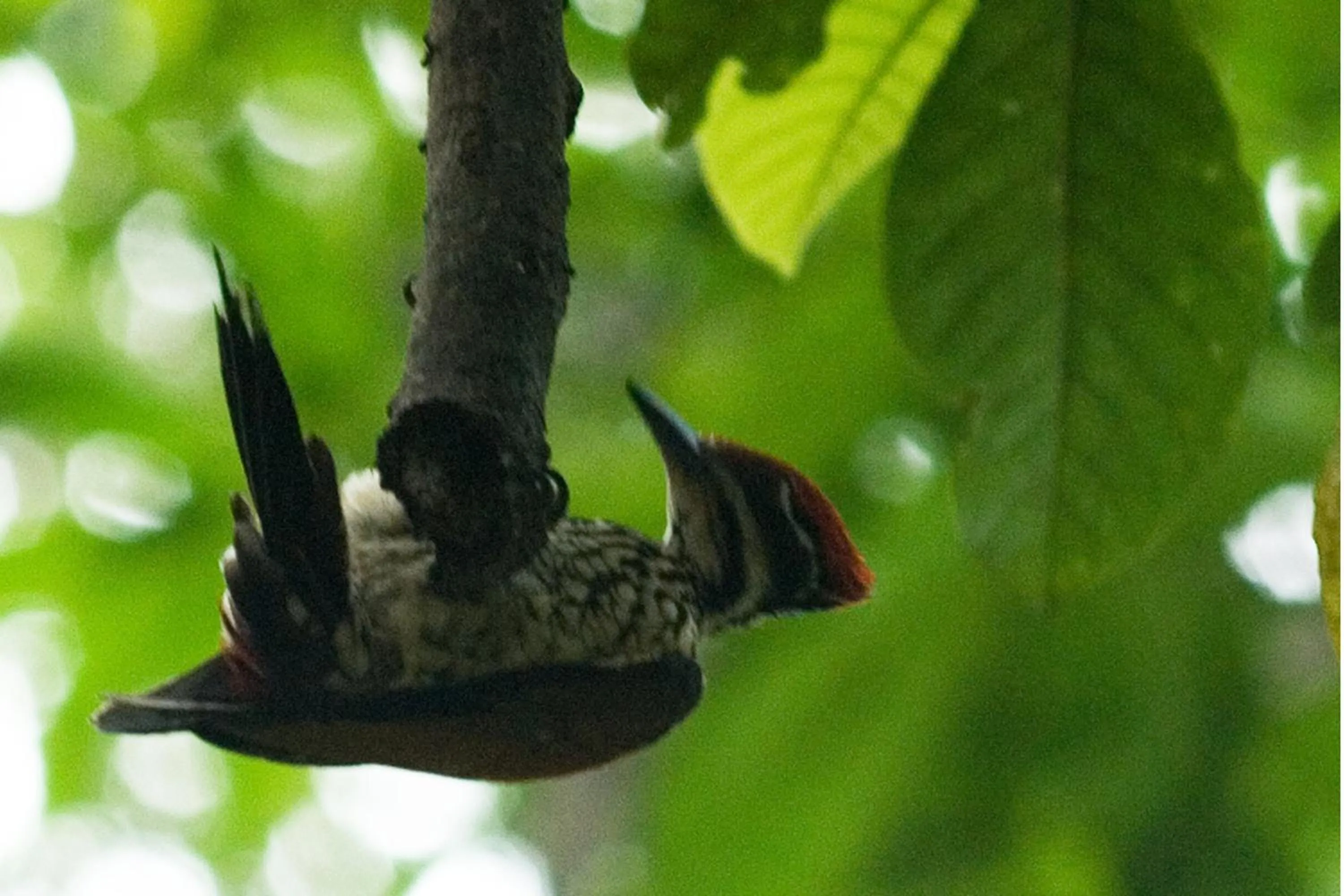 Animals in Vythiri Resort