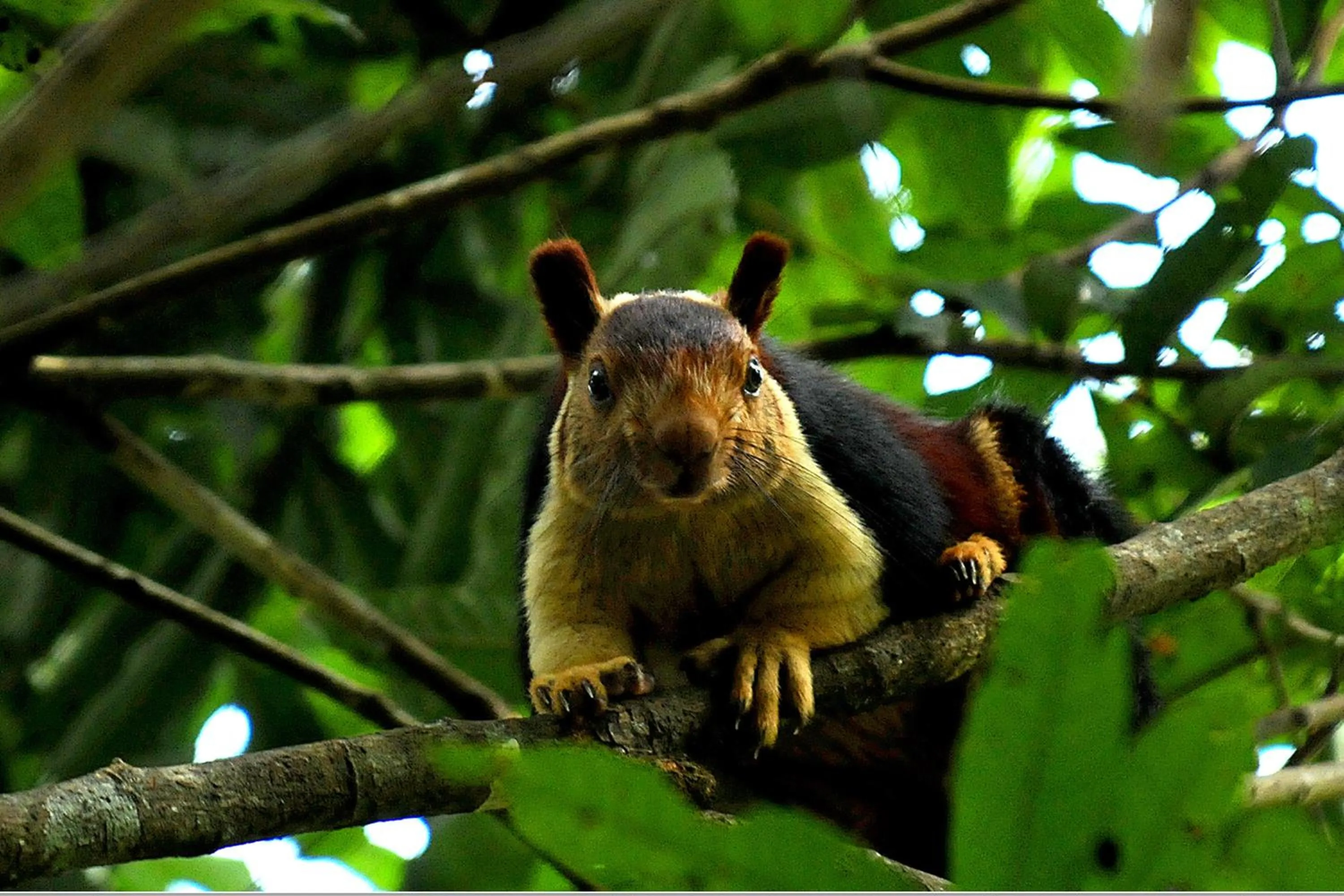 Animals in Vythiri Resort