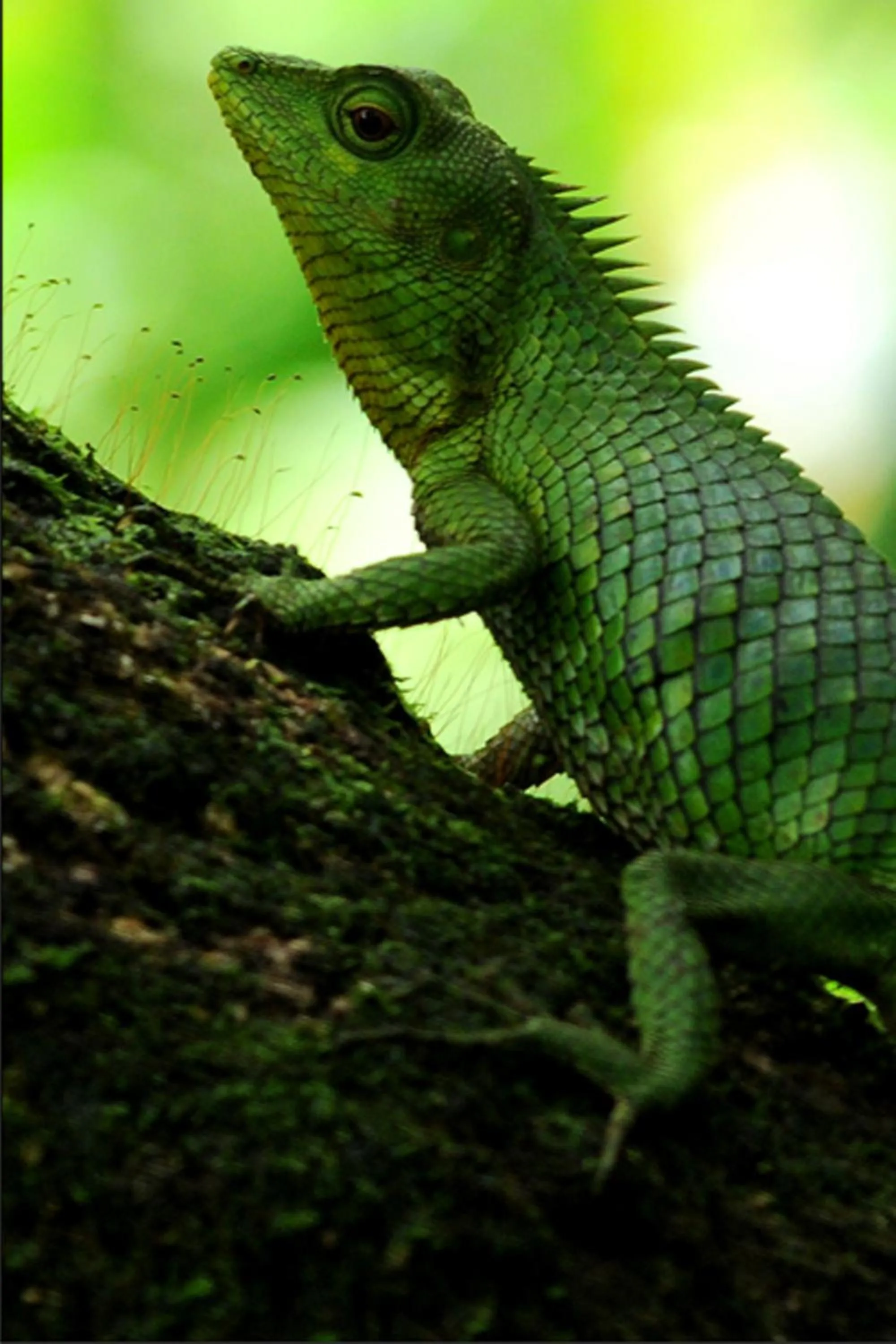 Animals in Vythiri Resort