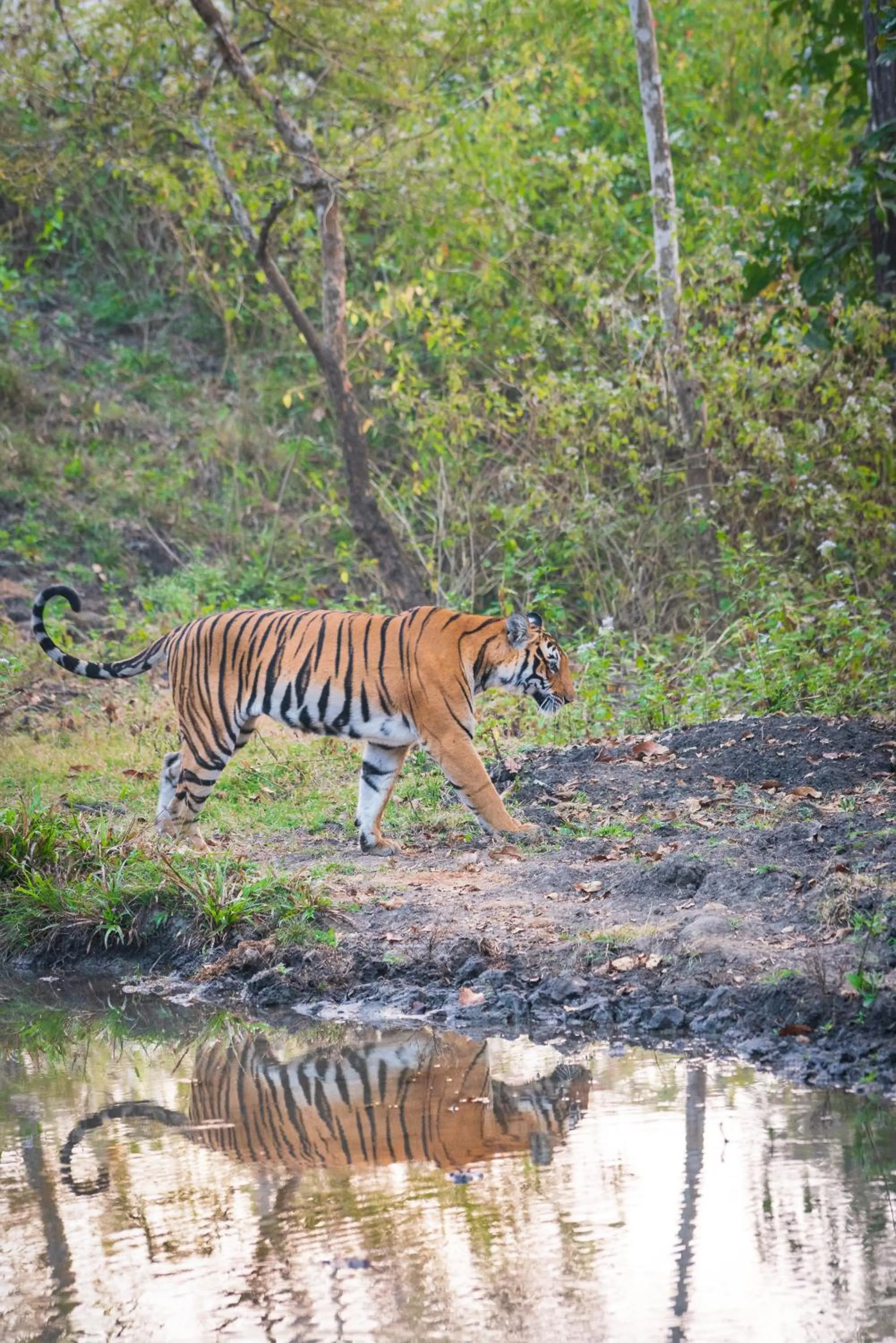 Property building in Kaav Safari Lodge, Kabini