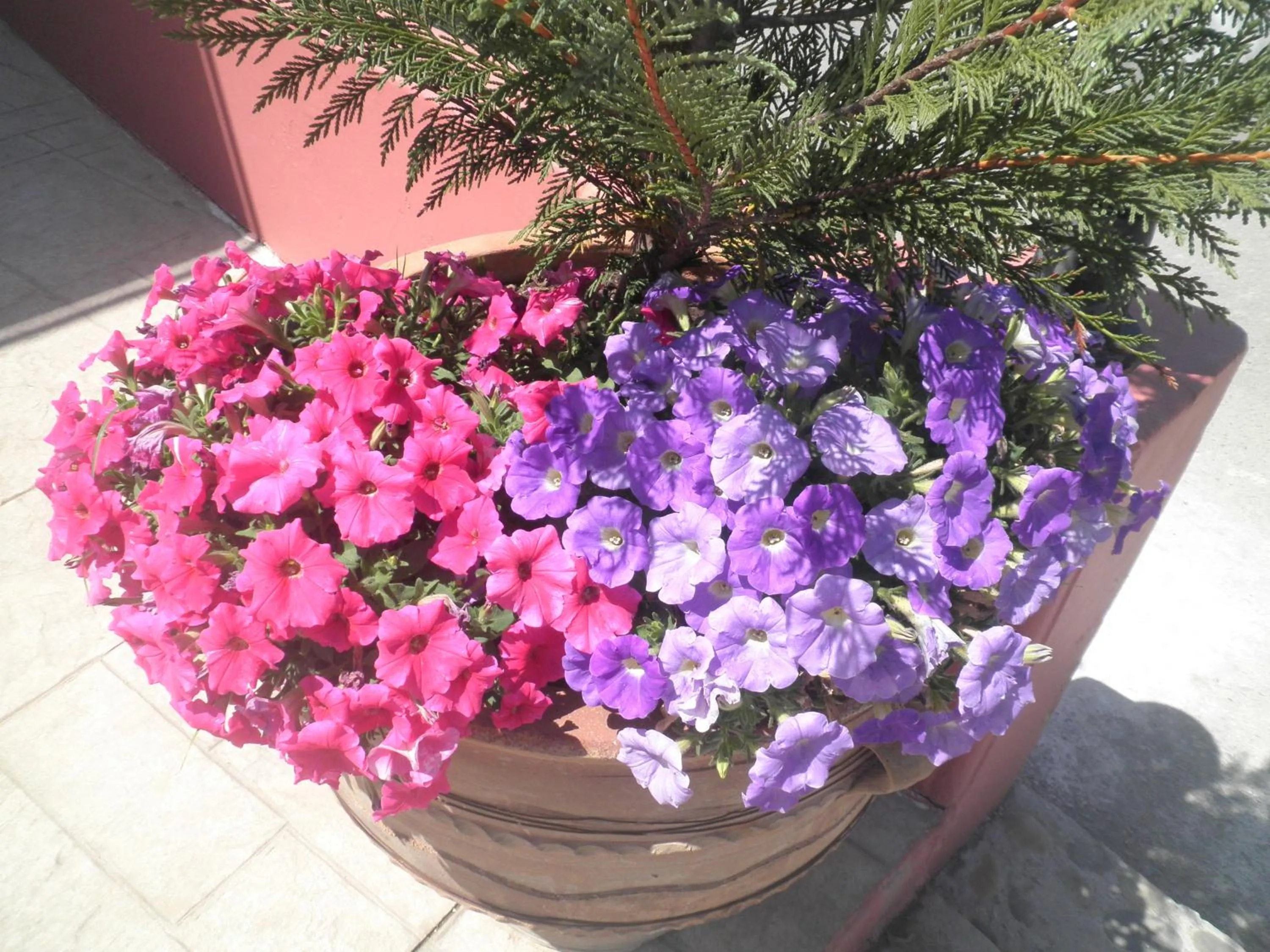 Garden in Haridimos Apartments