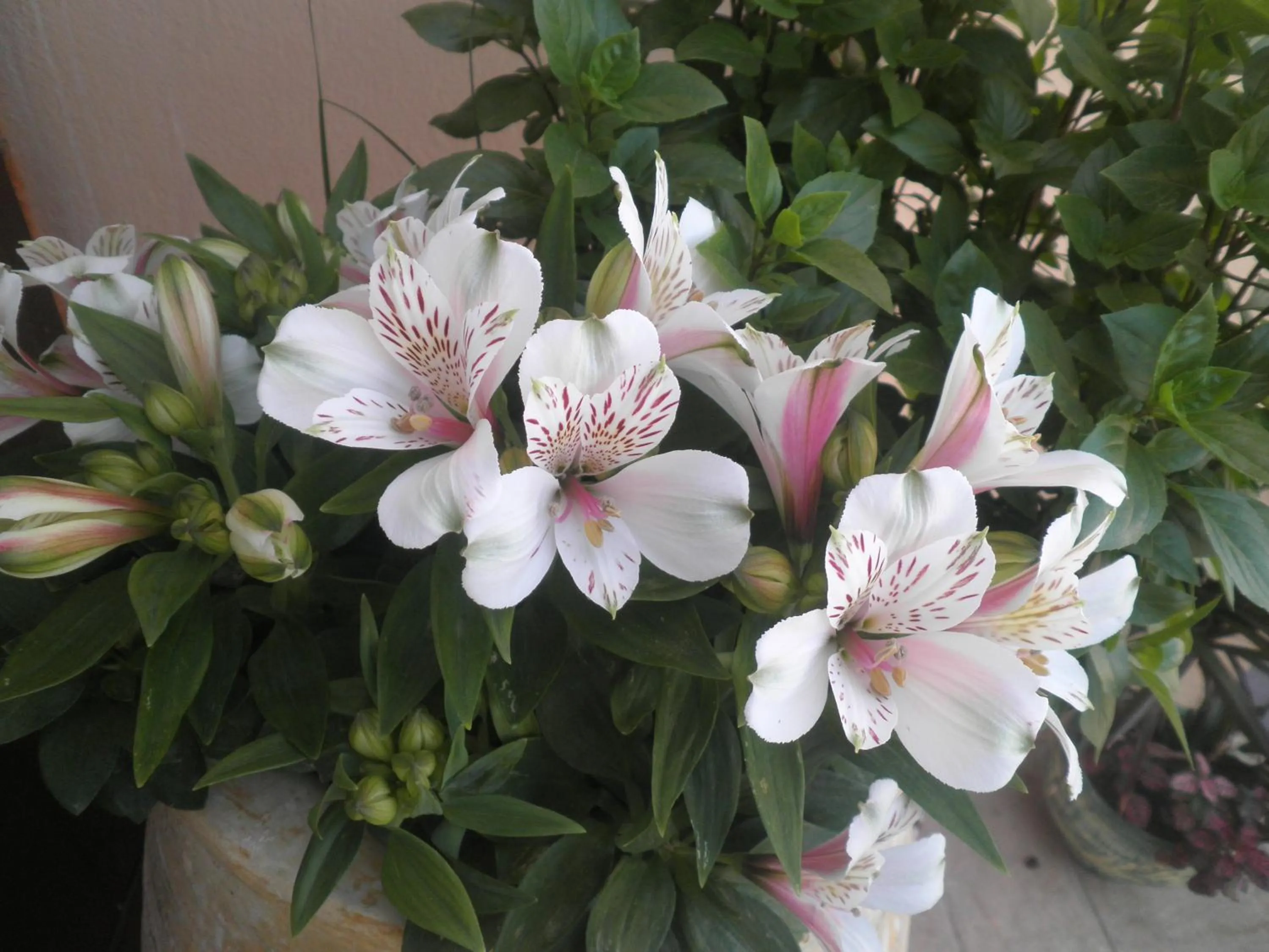 Garden in Haridimos Apartments