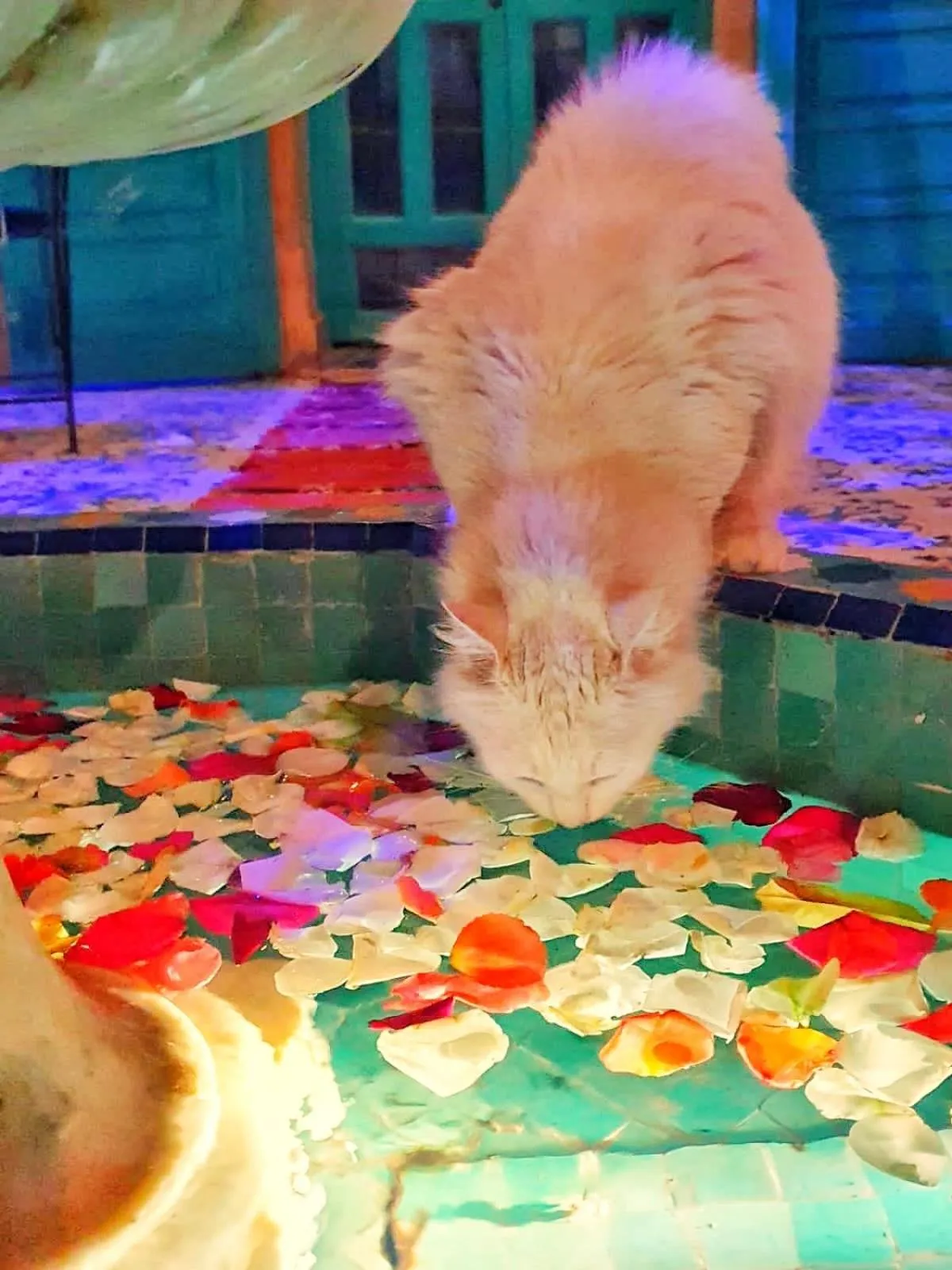 Patio in Riad Al Nour