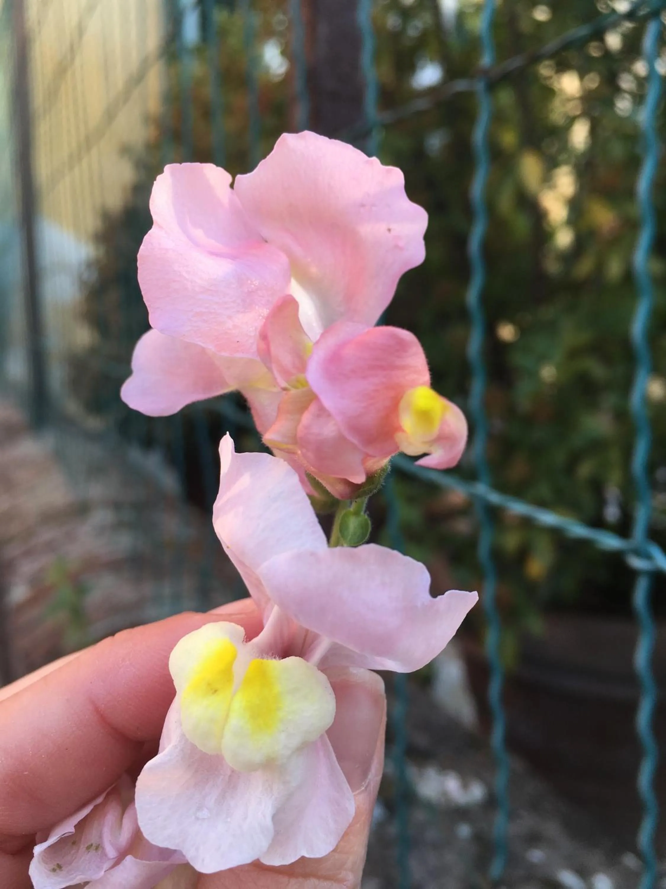 Garden in Bed & Breakfast Lucca Fora