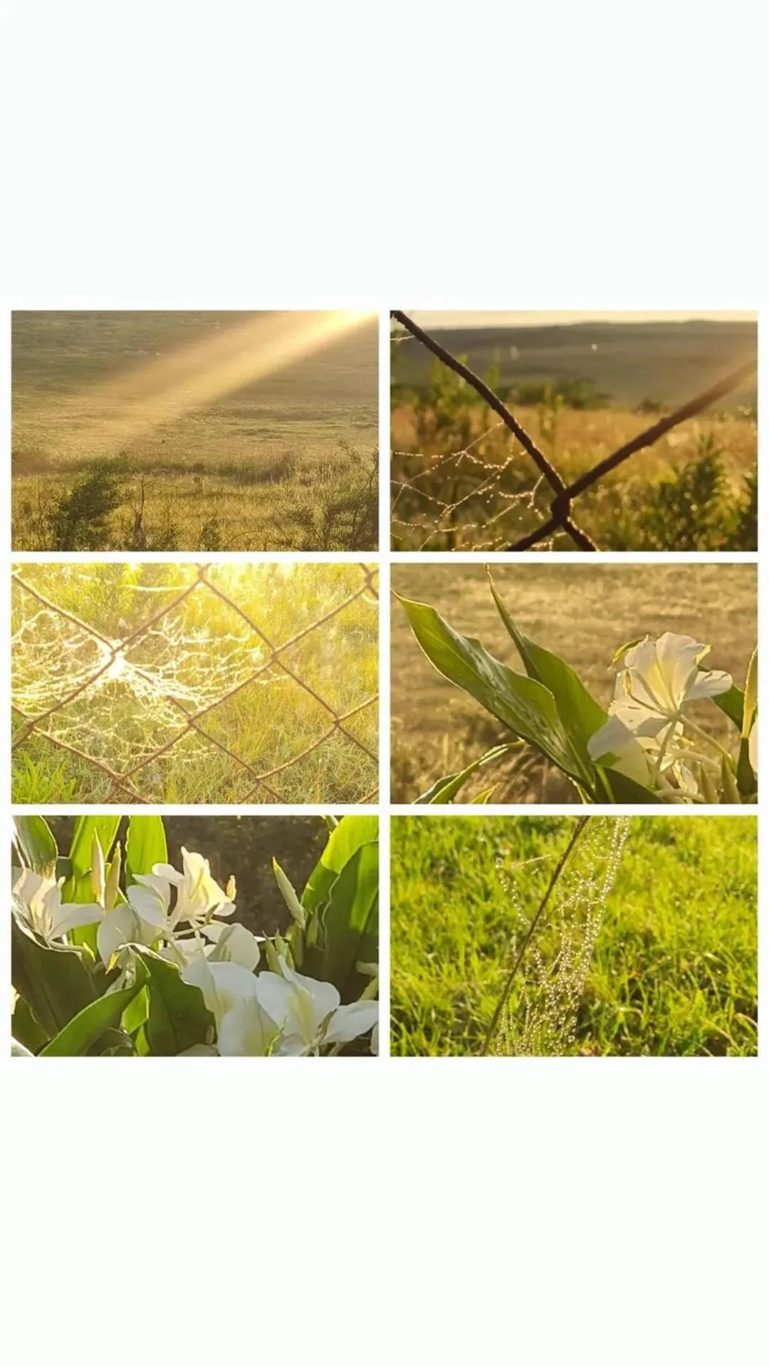 Natural landscape in Mosswood Bed & Breakfast