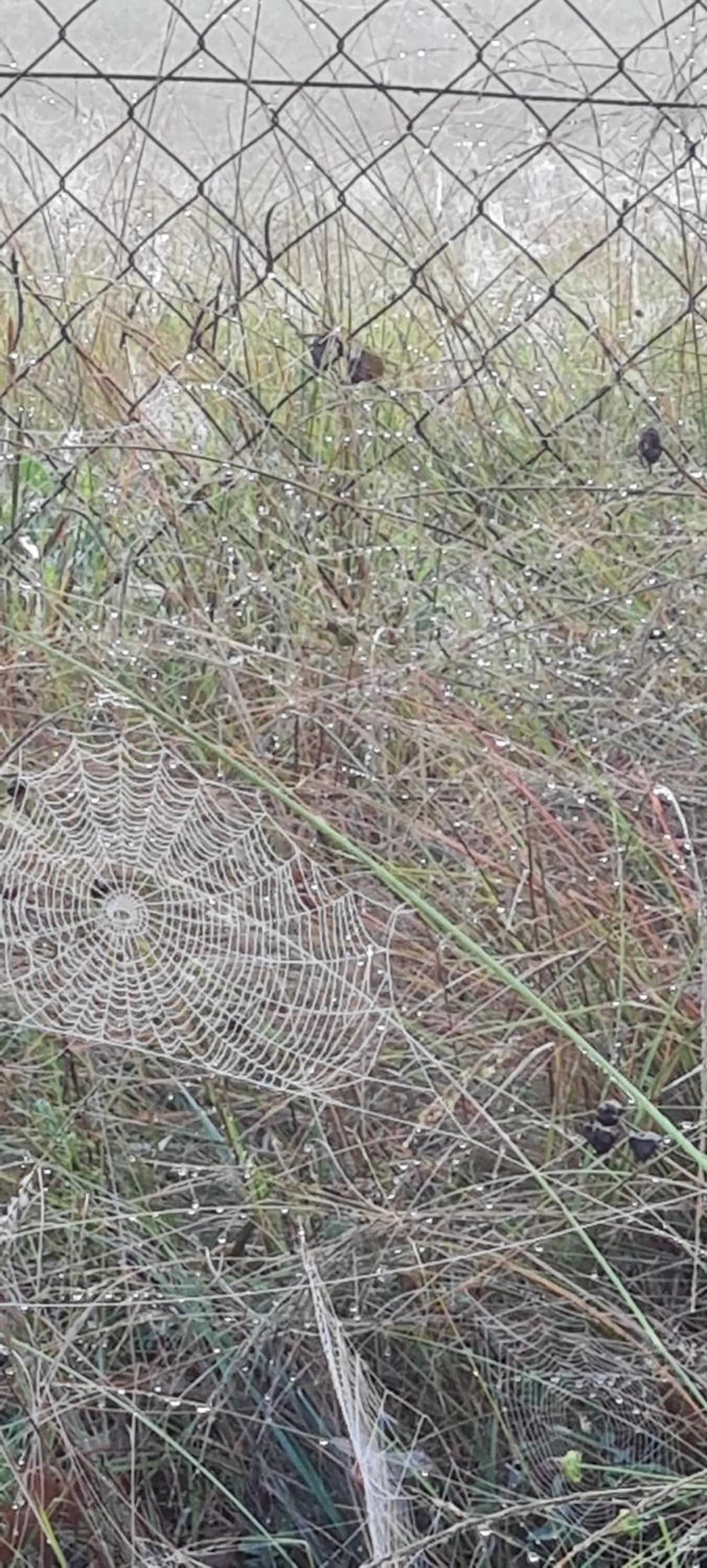 Neighbourhood in Mosswood Bed & Breakfast