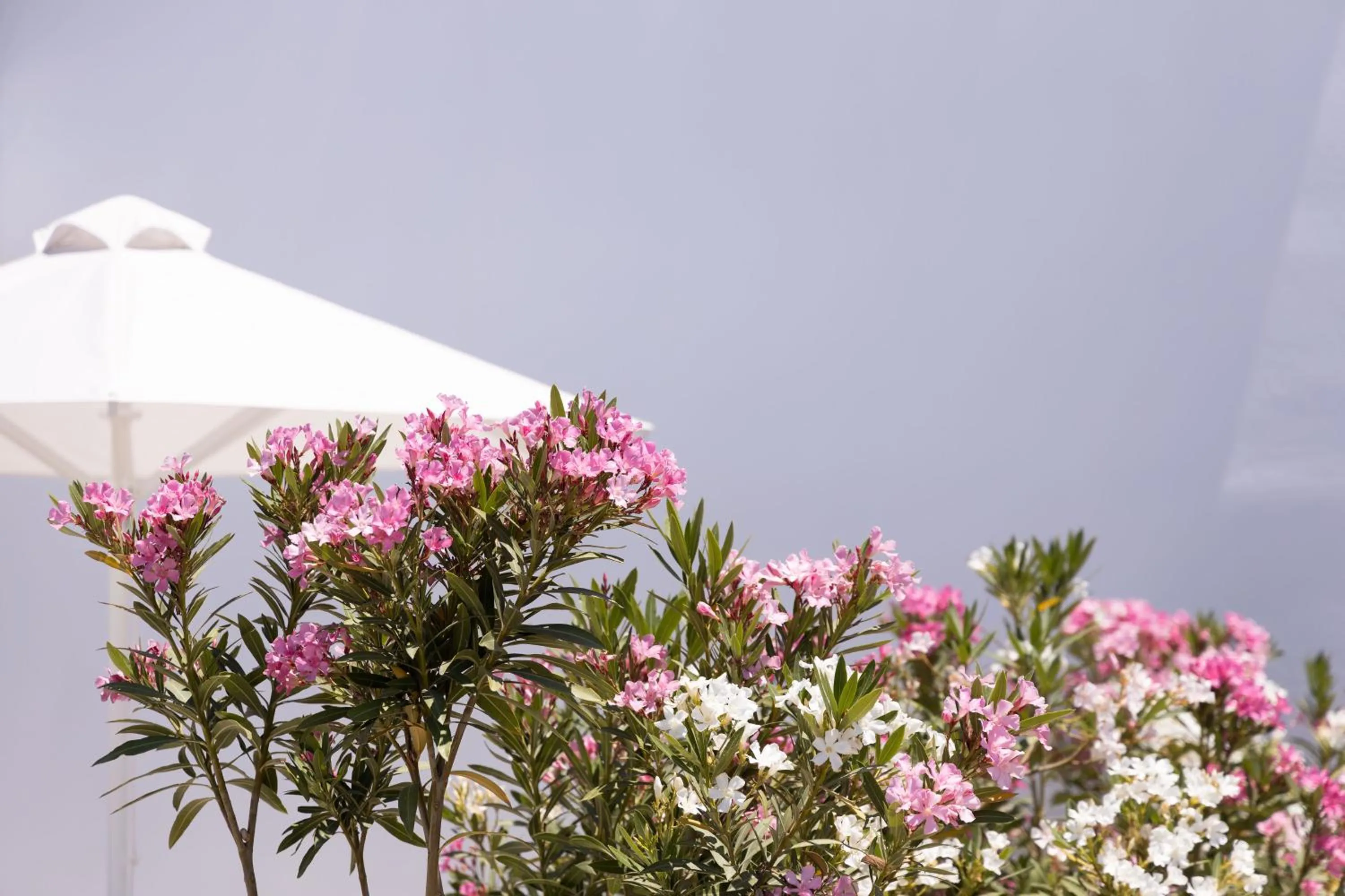 Spring in Archon Seaside Retreat