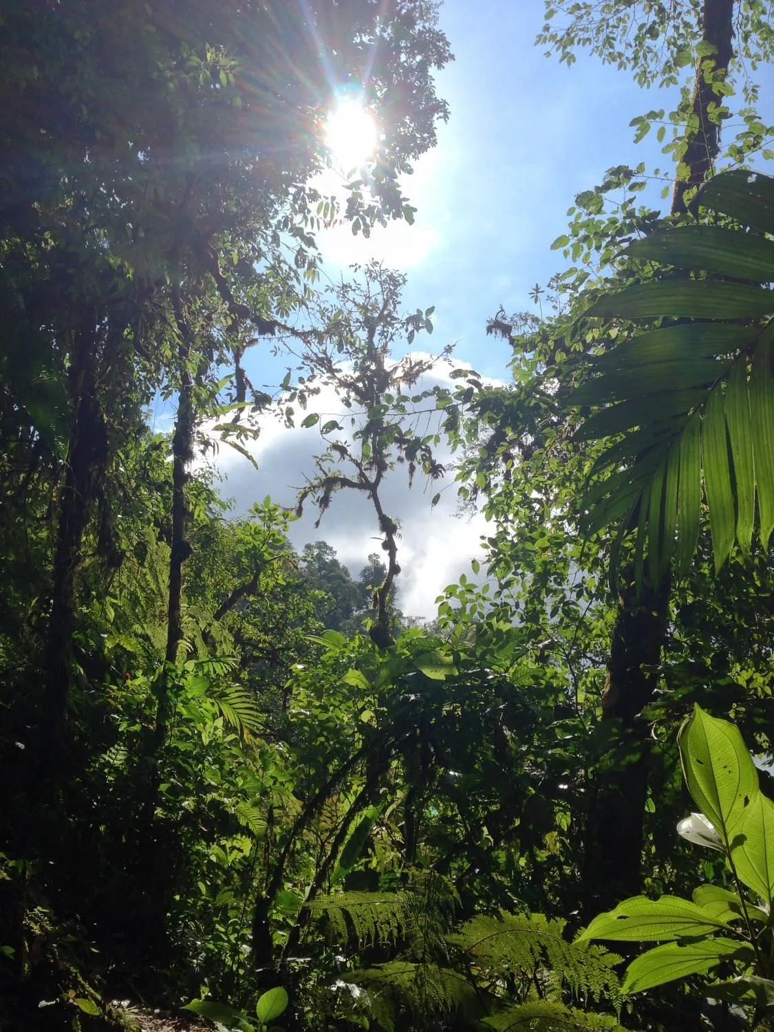 Essence Arenal Spa & Yoga
