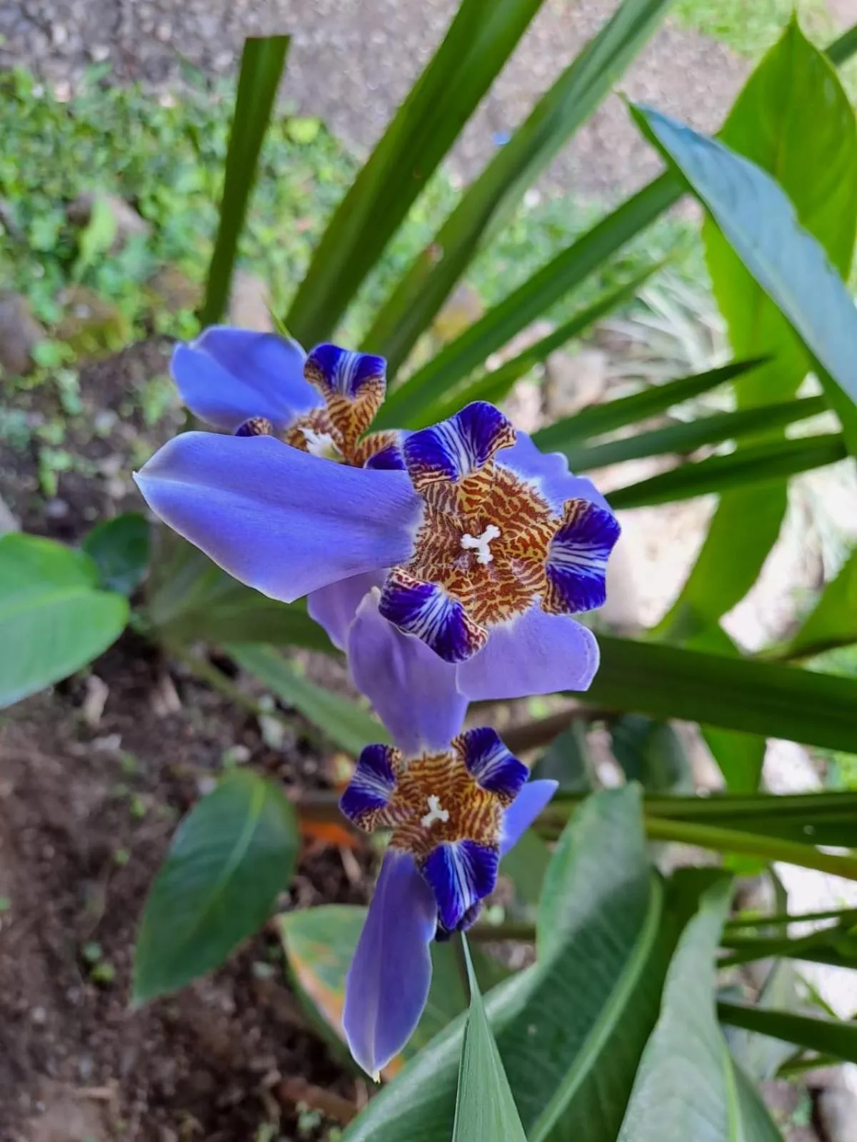Garden in Essence Arenal Spa & Yoga