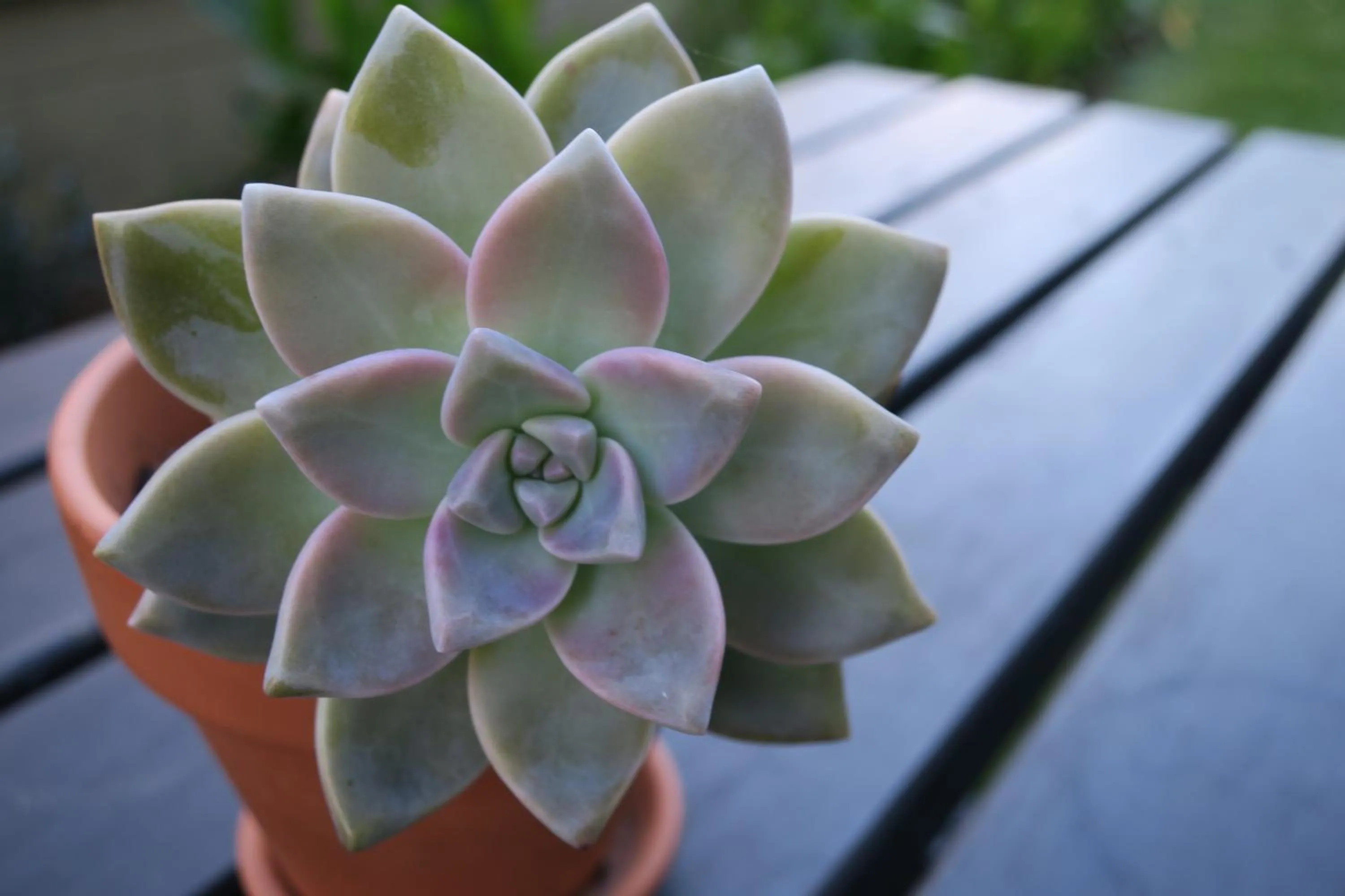 Garden view in Roselands Motel