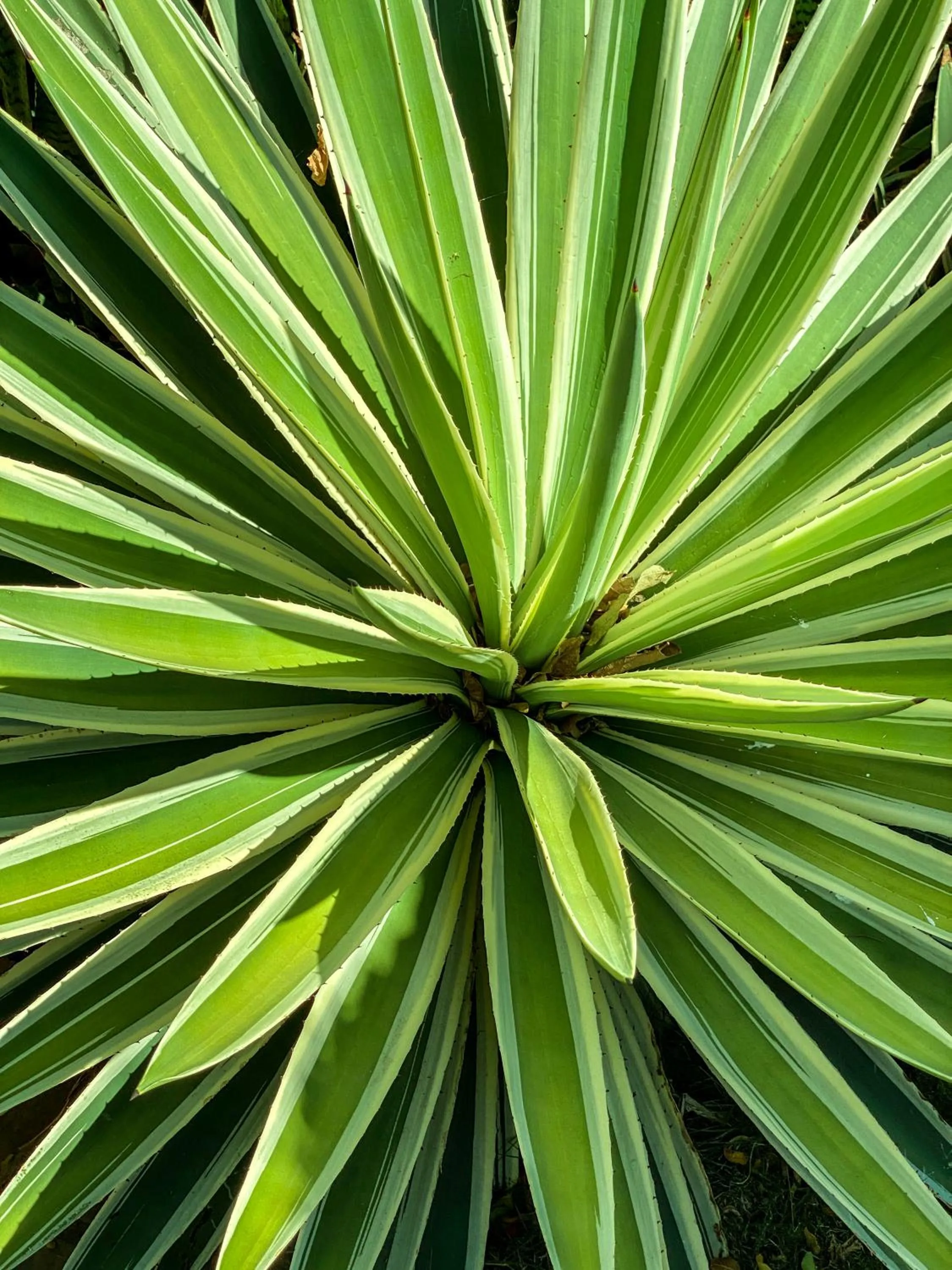 Garden in Hotel Vista de Olas