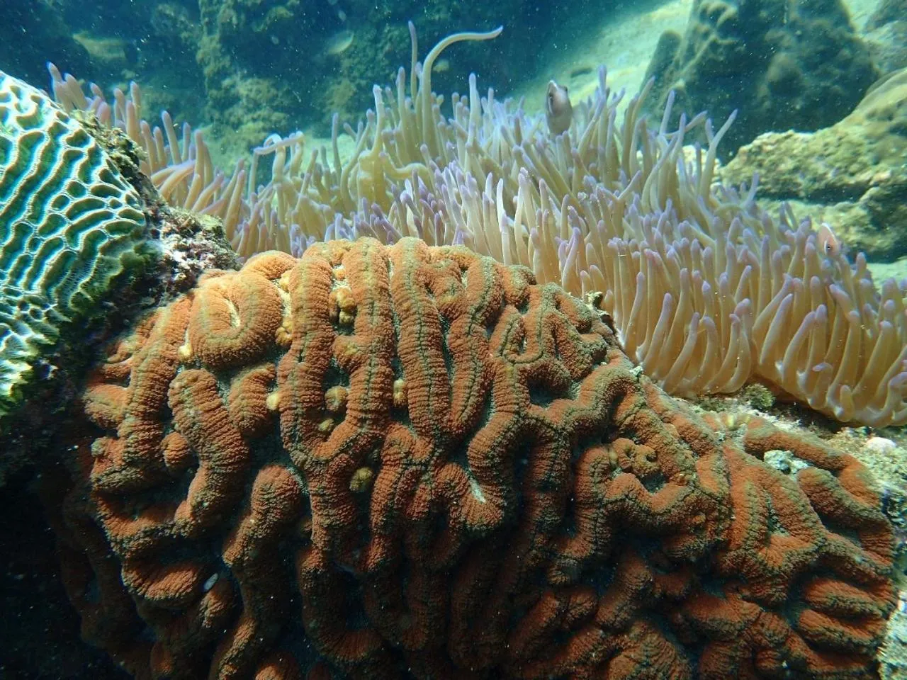 Snorkeling in Suan Bankrut Beach Resort