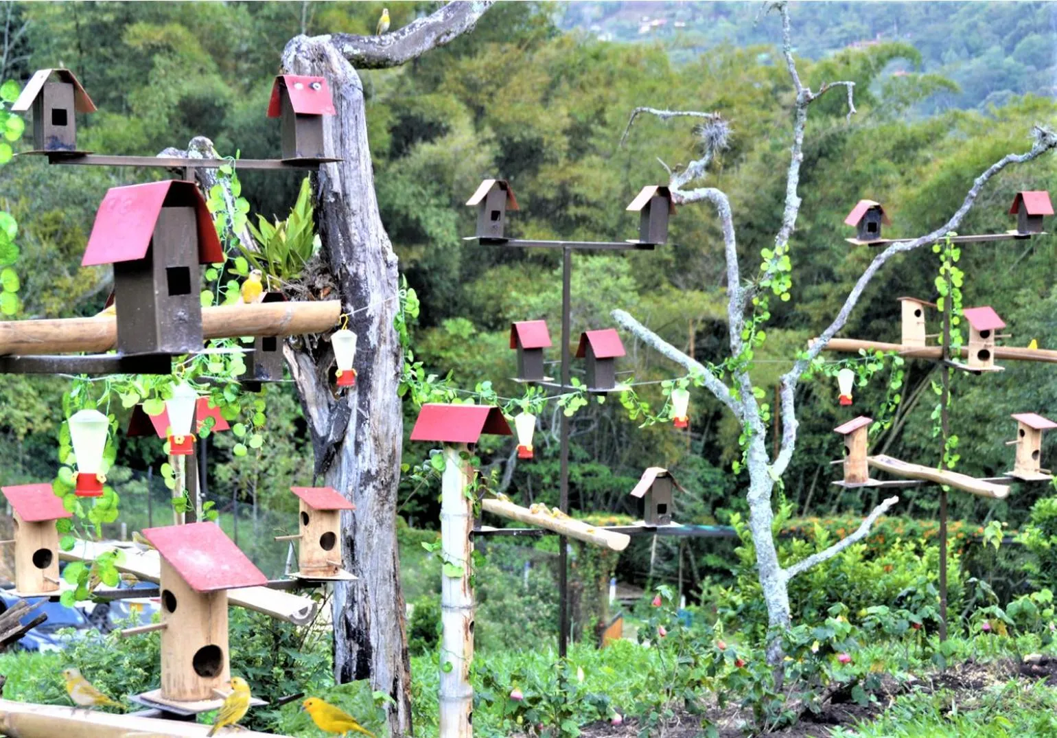 Animals in Natubri Ecohotel