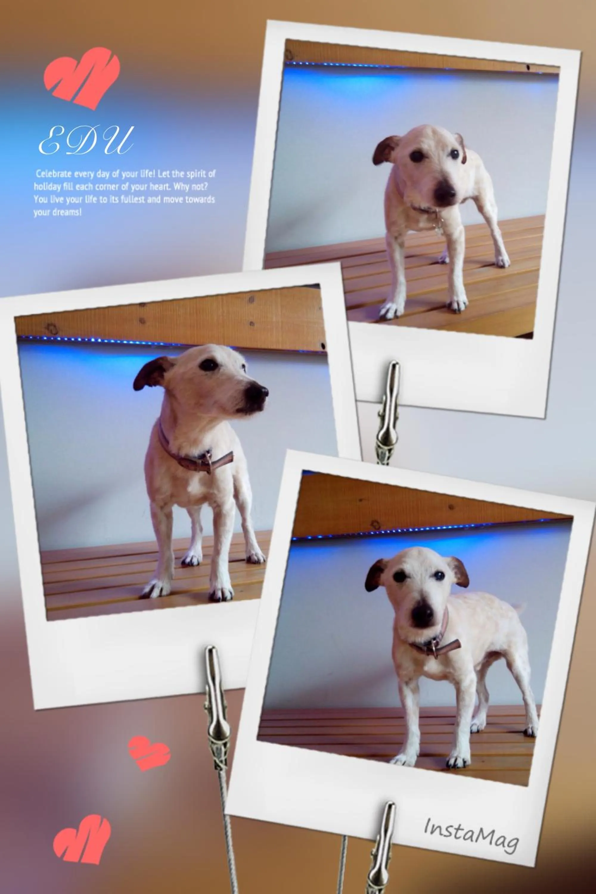 Animals in Hosteria Santander