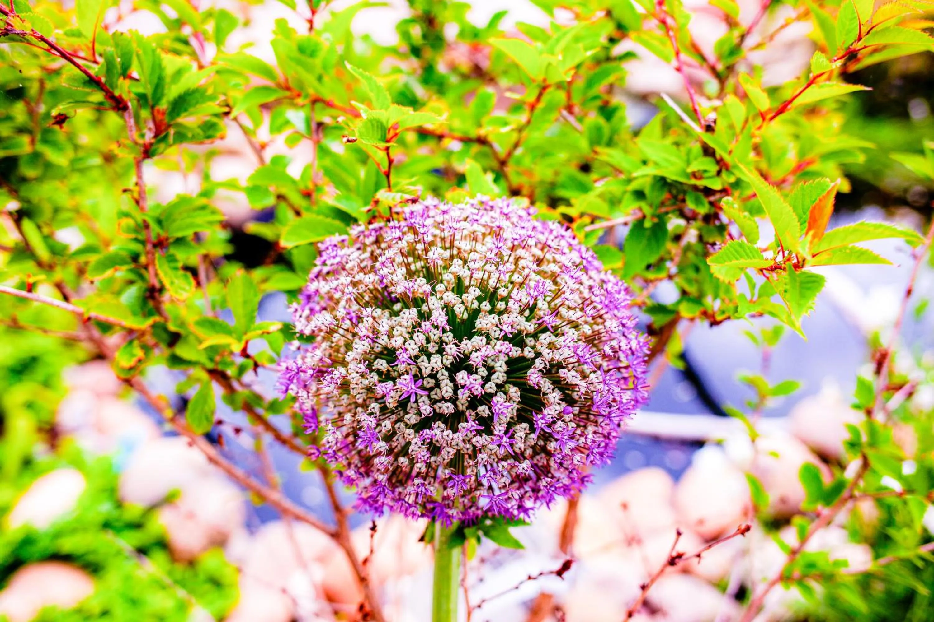 Garden in Relitto Boutique und Aparthotel Borkum