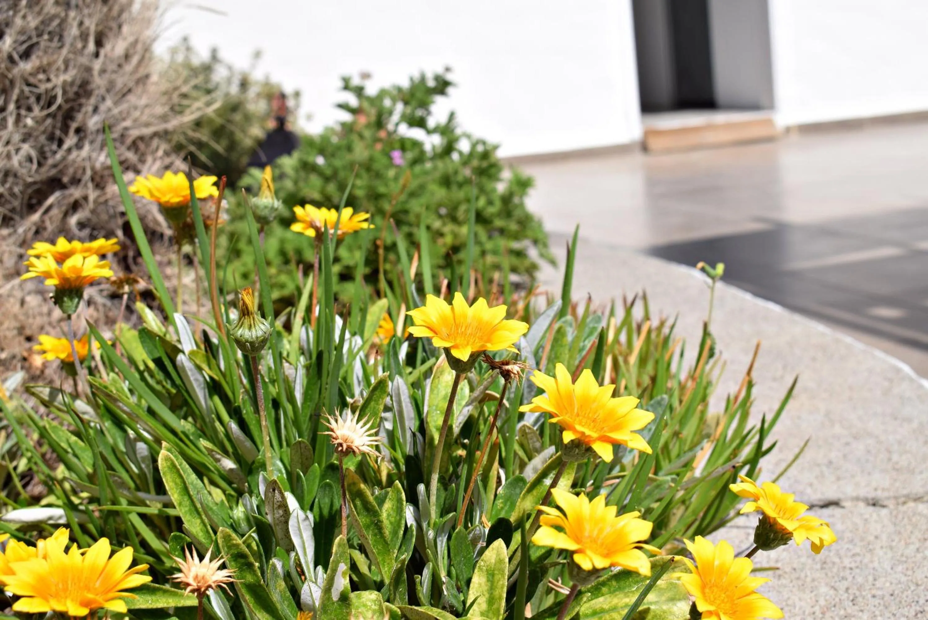 Garden in Sun Beach Lindos
