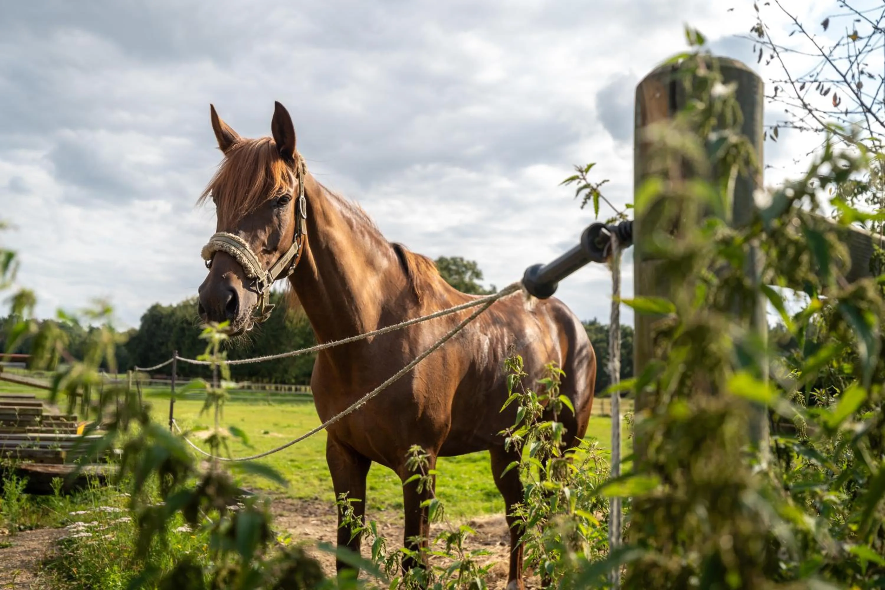Horse-riding in B&B Punto Vélo