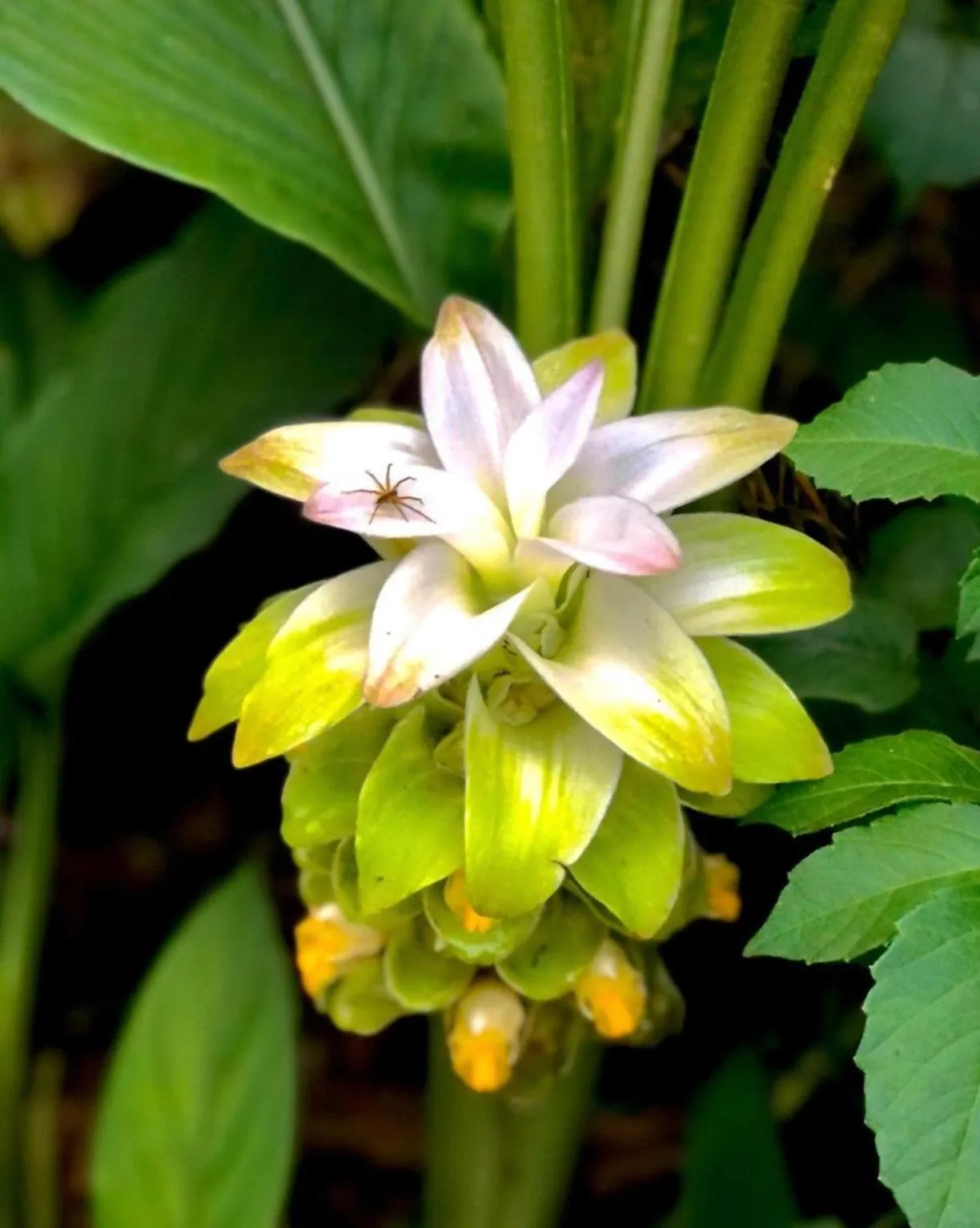 Garden in Pousada Village dos Canyons