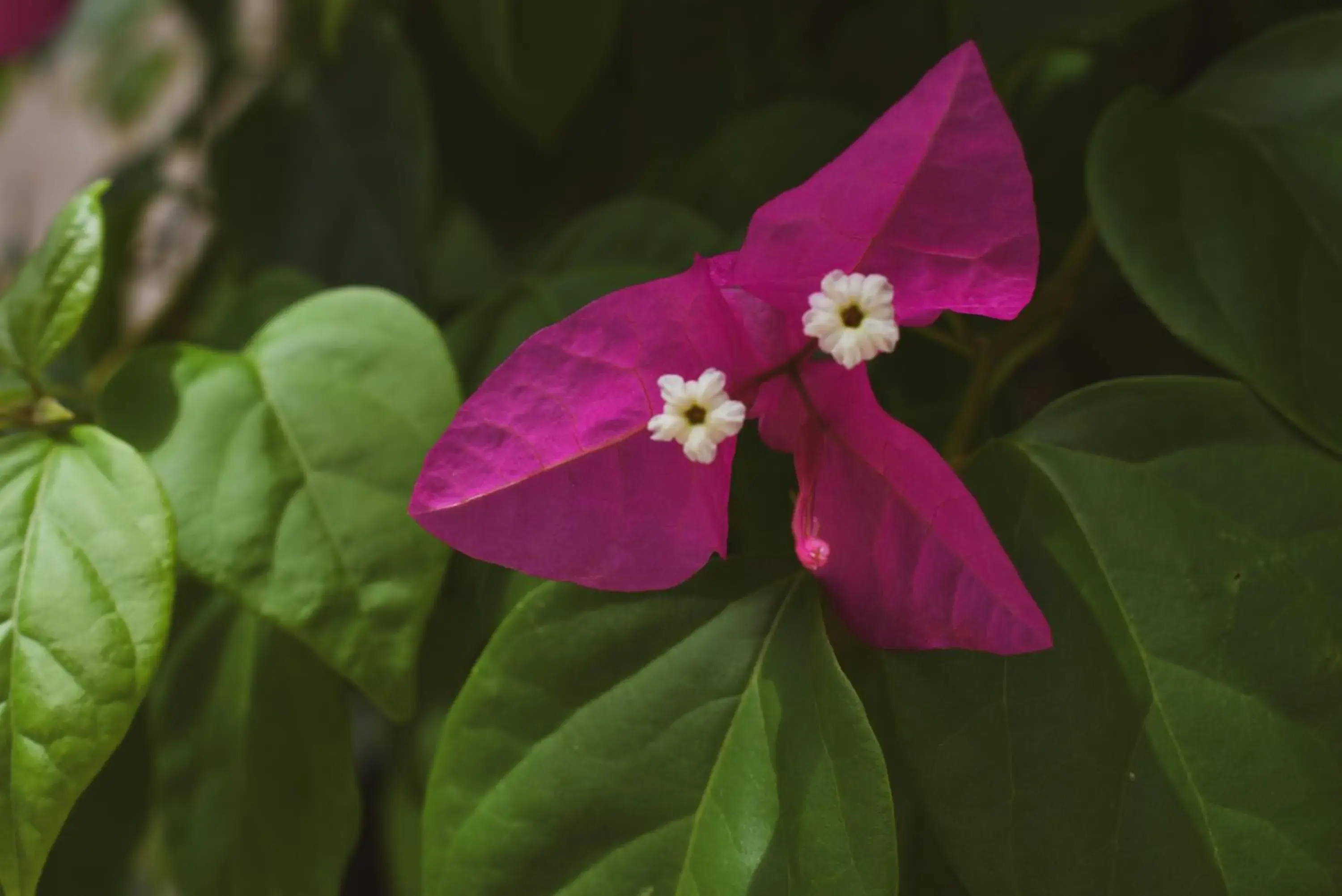 Premium Quadruple Room in Hotel Boutique Bugambilias Premium Quadruple Room in Hotel Boutique Bugambilias