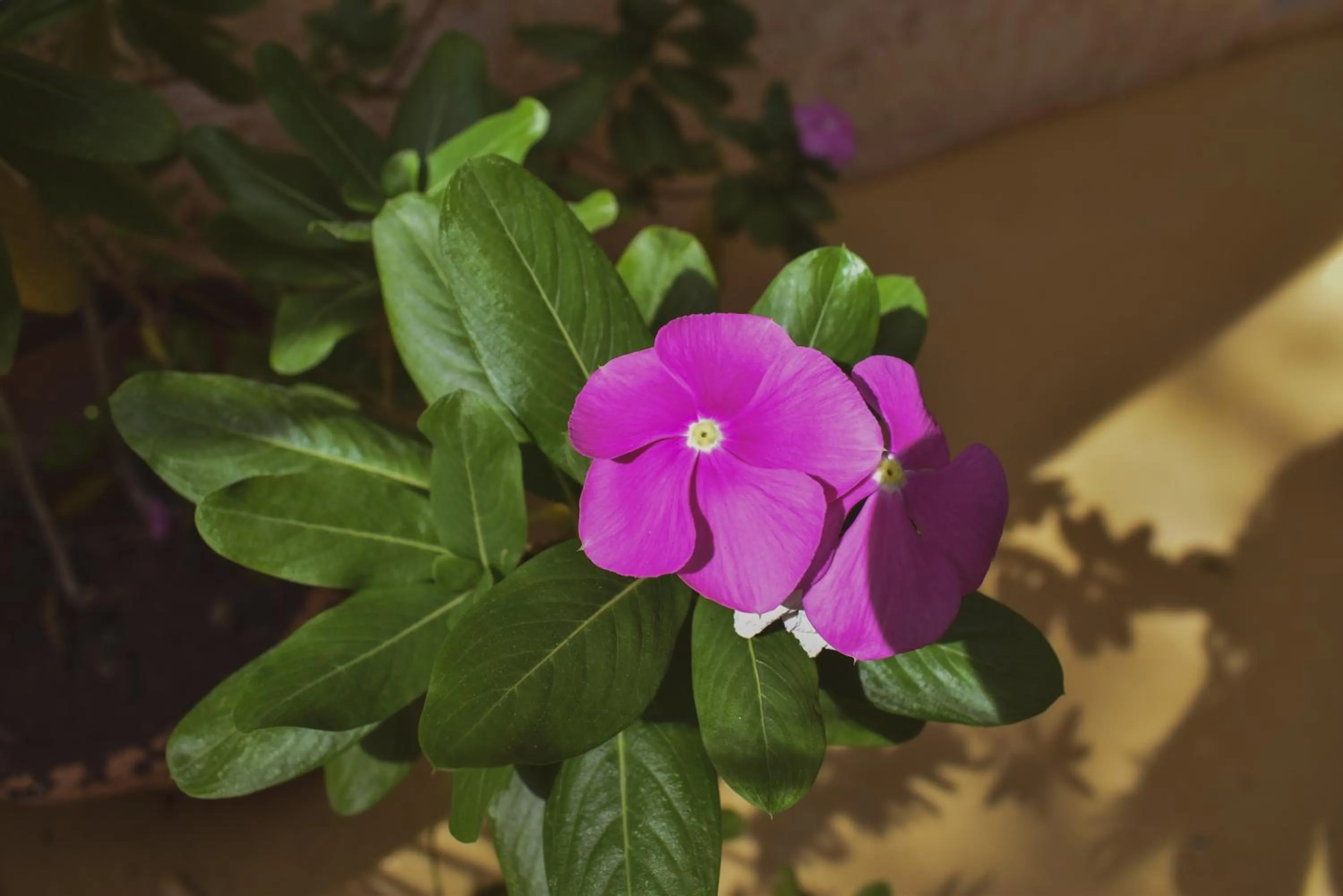 Garden view in Hotel Boutique Bugambilias