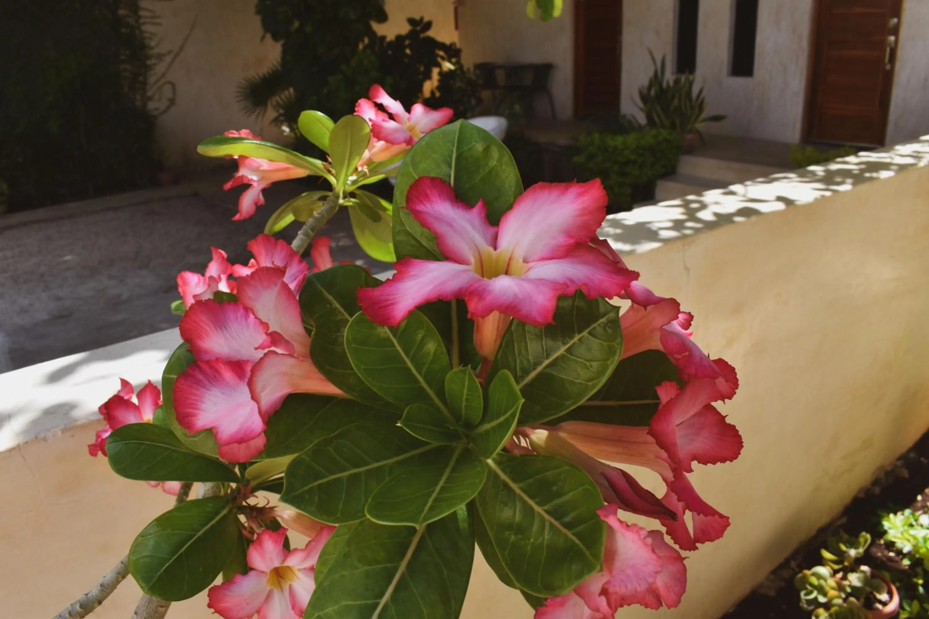 Garden in Hotel Boutique Bugambilias