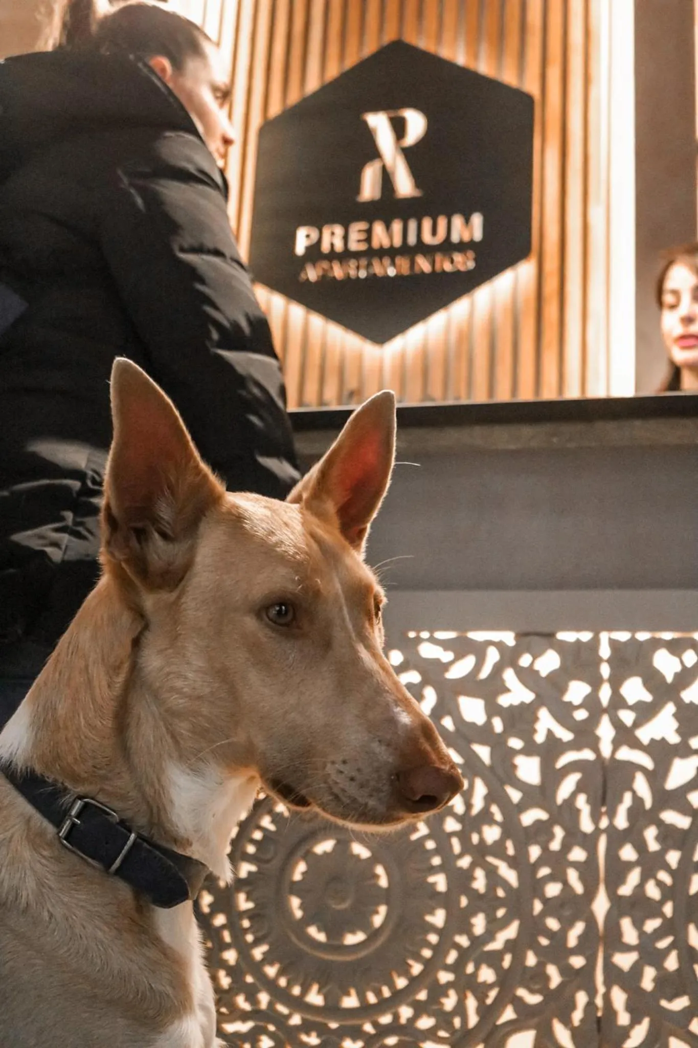Lobby or reception in Apartamentos Málaga Premium - Calle Granada