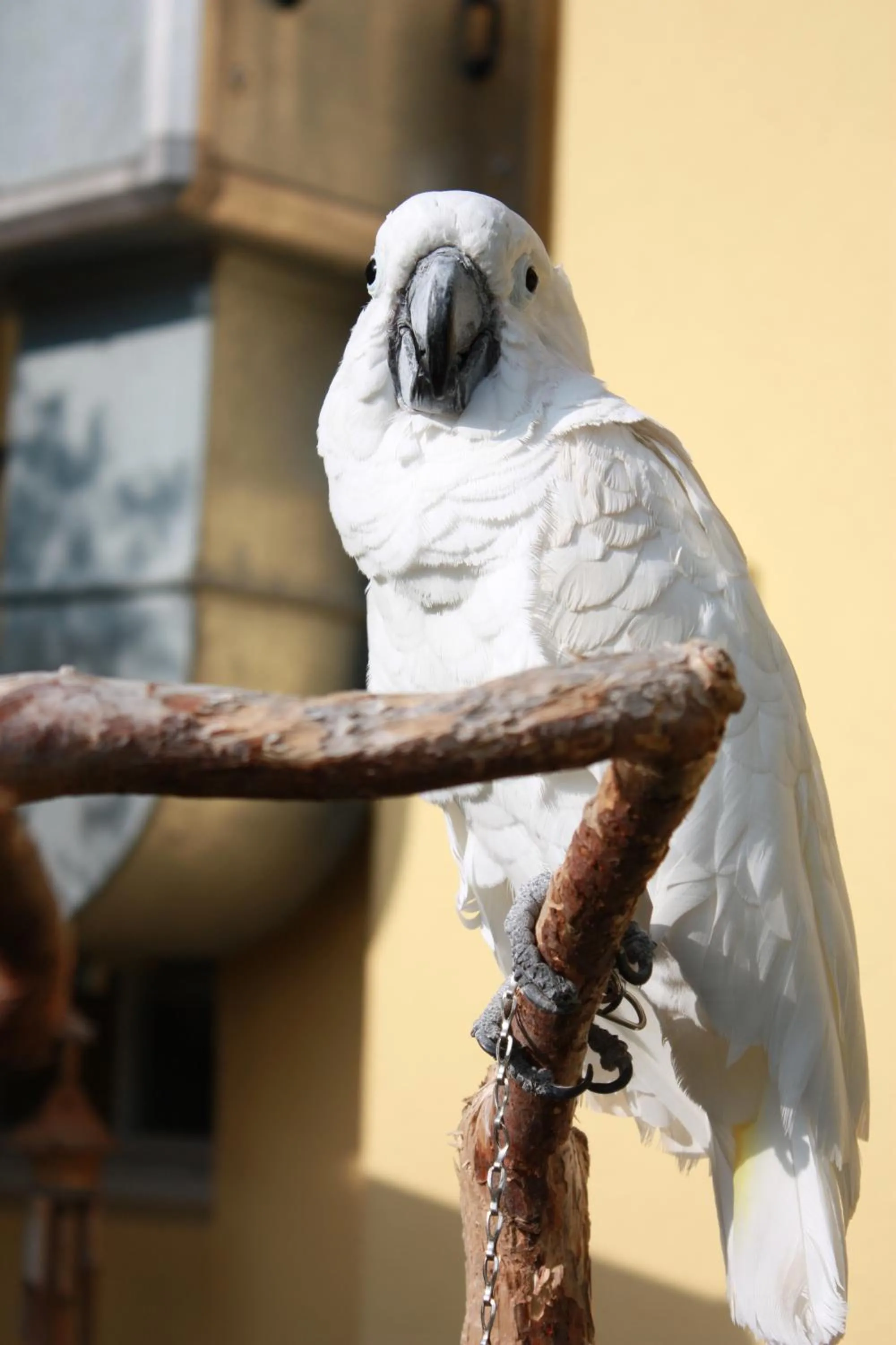 Animals in Hotel Seehalde