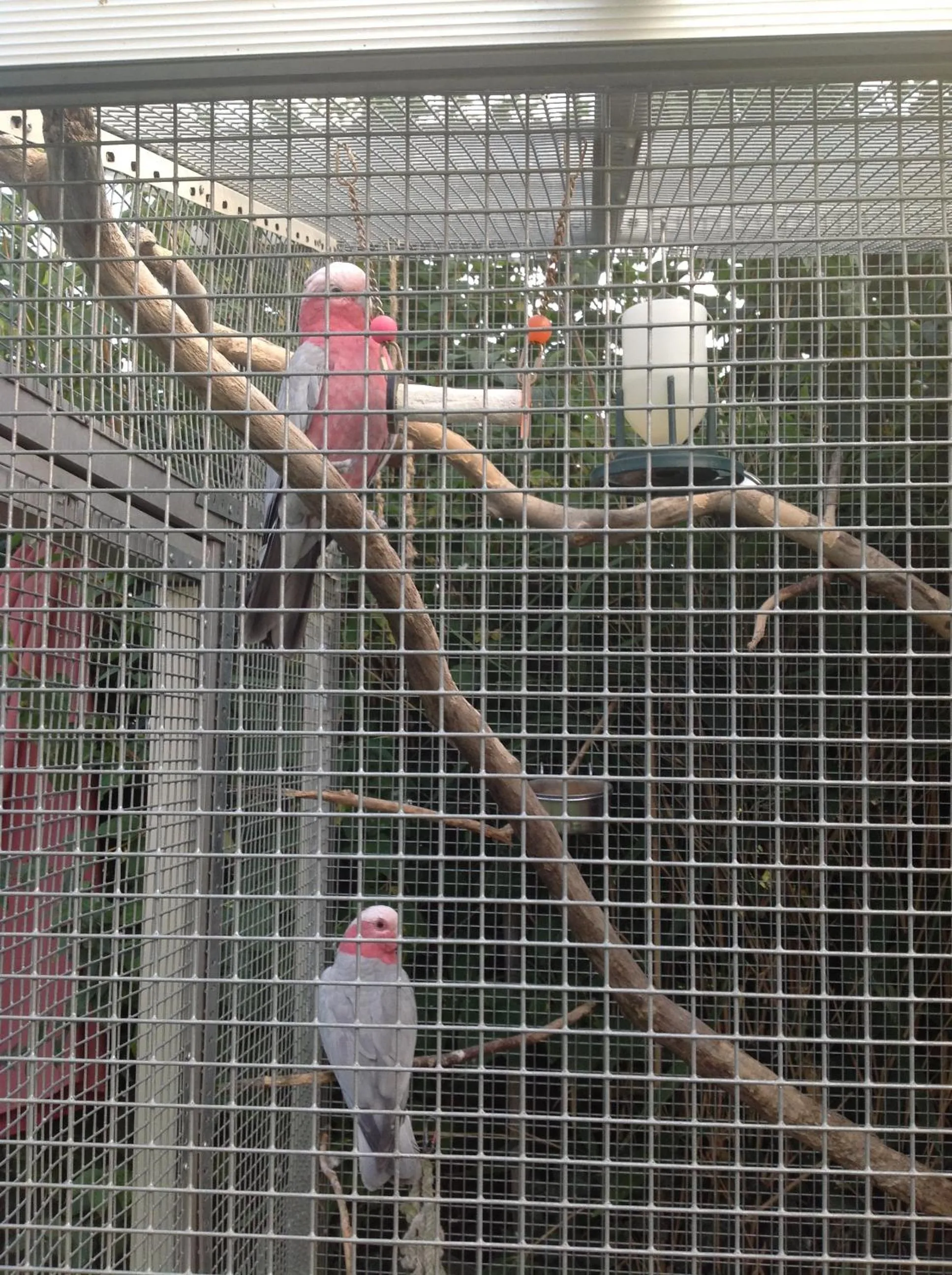 Animals in Hotel Seehalde